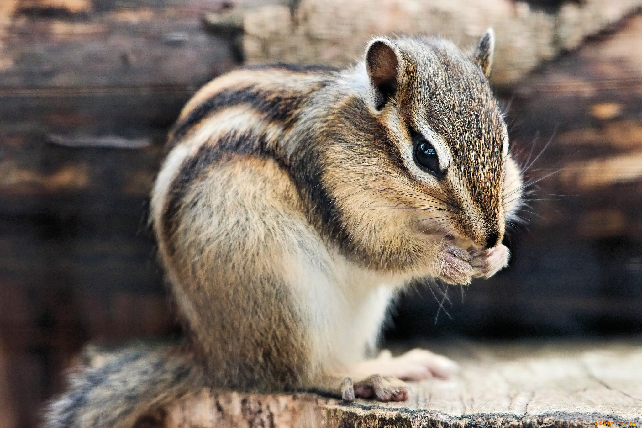 животные, бурундуки, полосатый