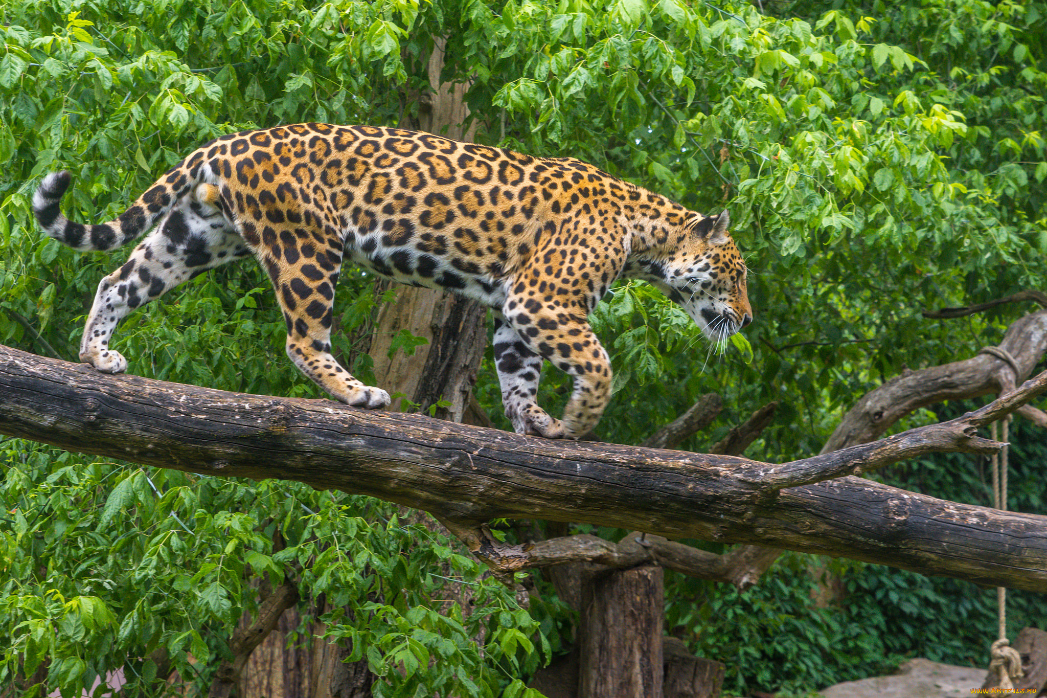 животные, леопарды, хищник