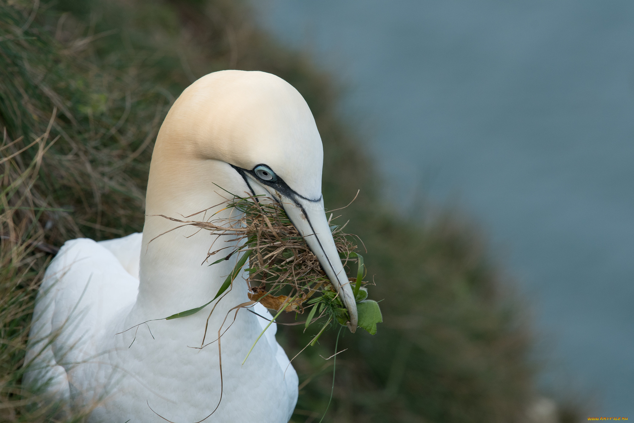 животные, олуши, птица, окрас, перья