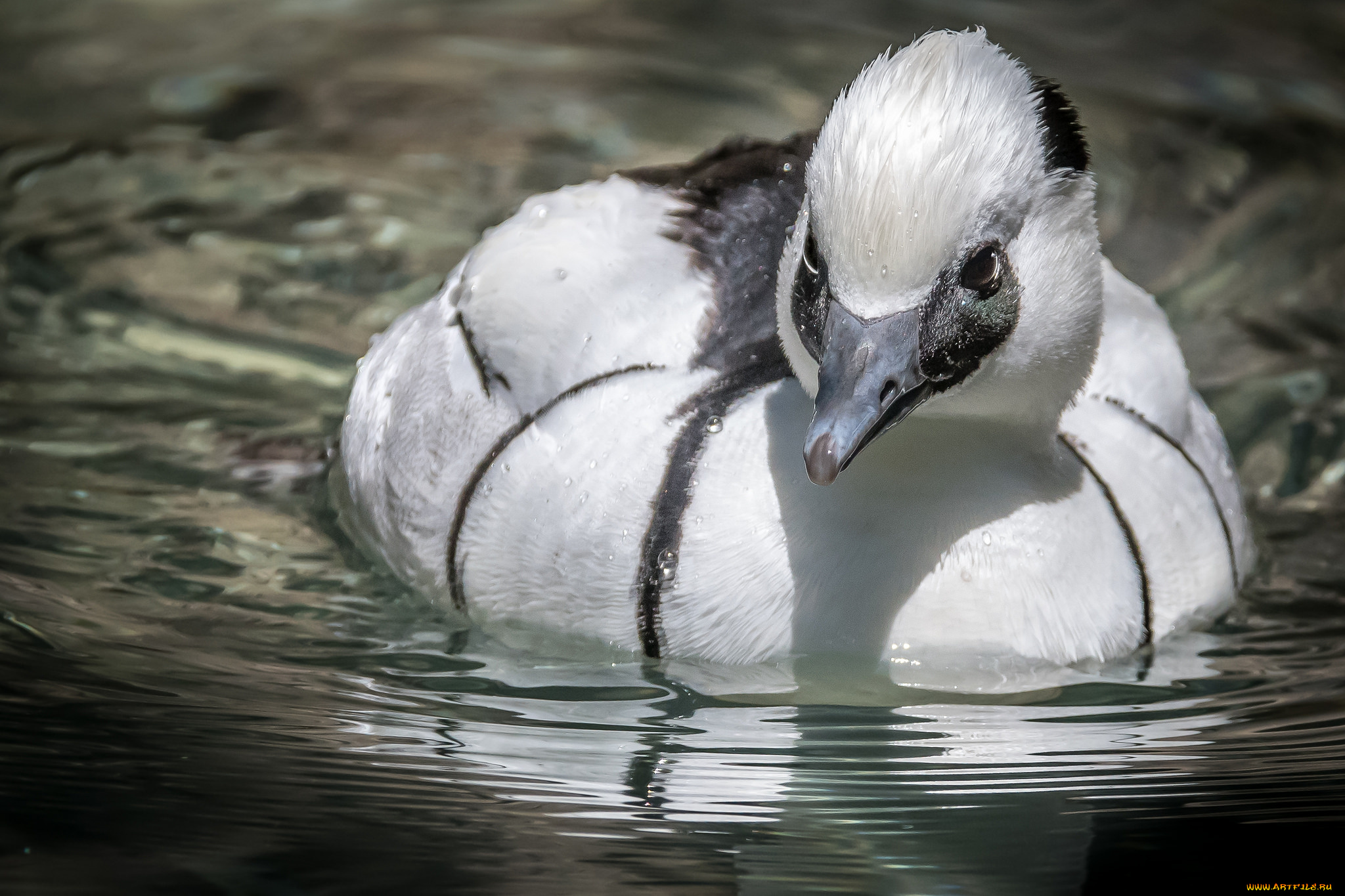 животные, птицы, крылья, окрас, пара, птица
