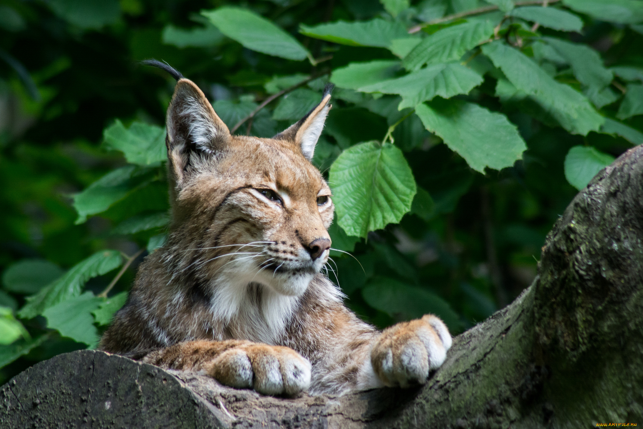 животные, рыси, взгляд, кошка, рысь