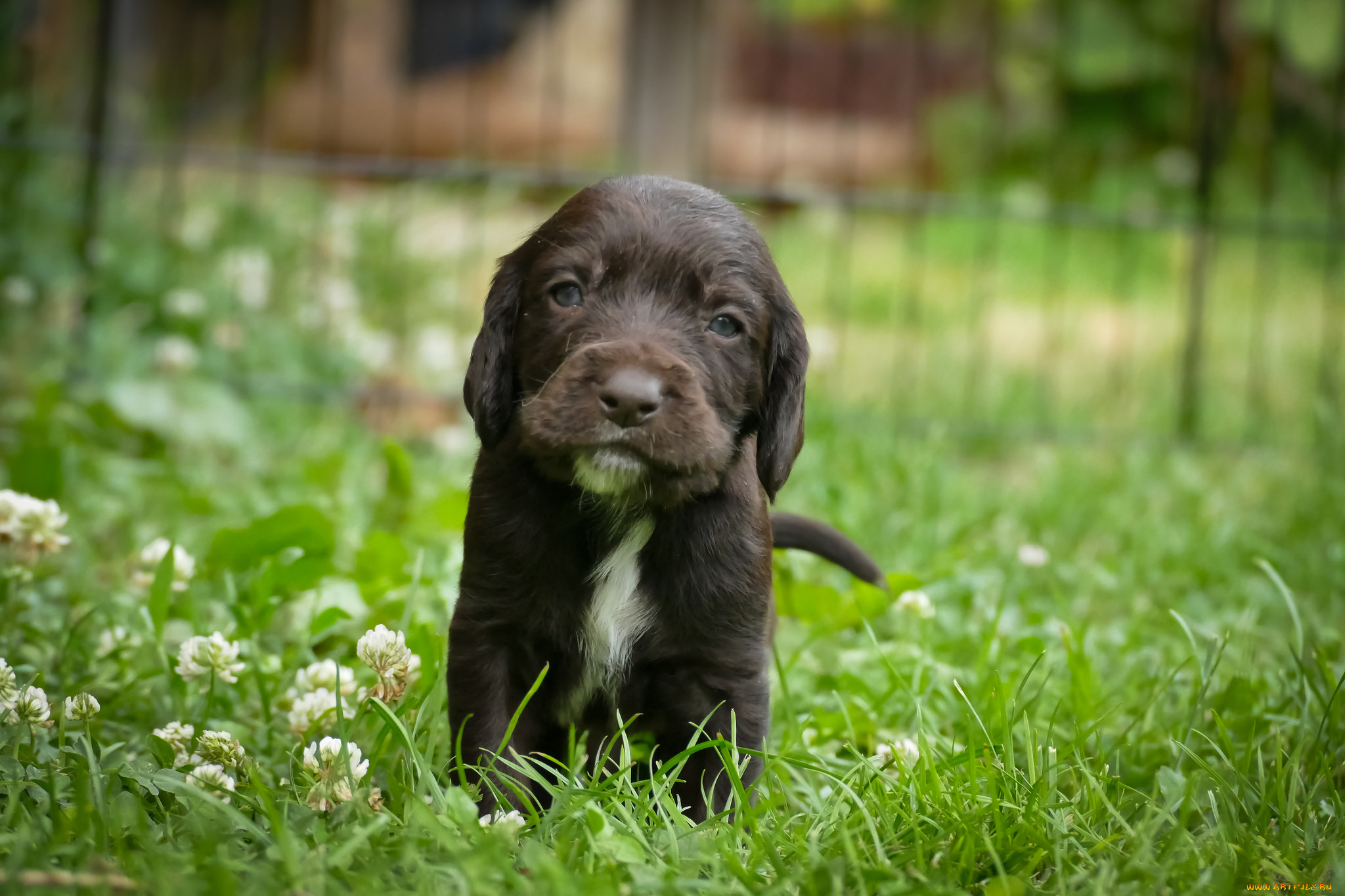 животные, собаки, порода, животное, шерсть, собака, окрас