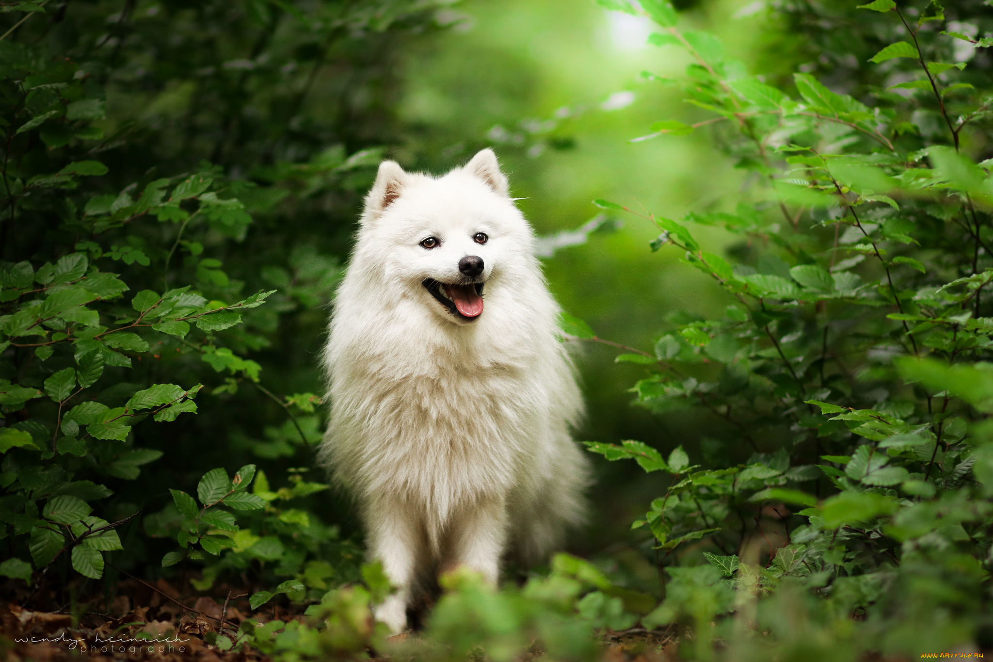 животные, собаки, собака, прогулка, трава, природа