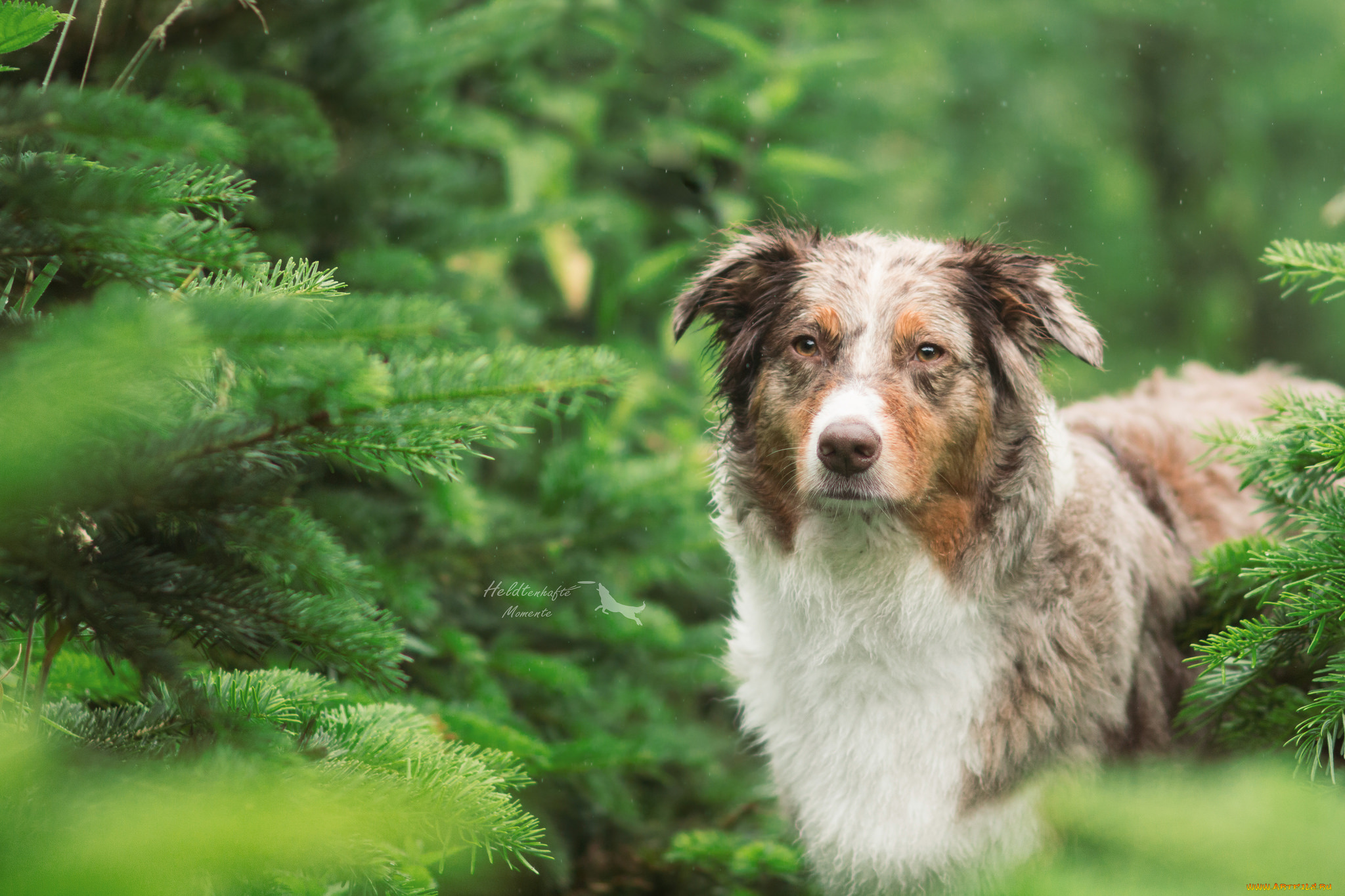 животные, собаки, собака, пёс, морда, взгляд