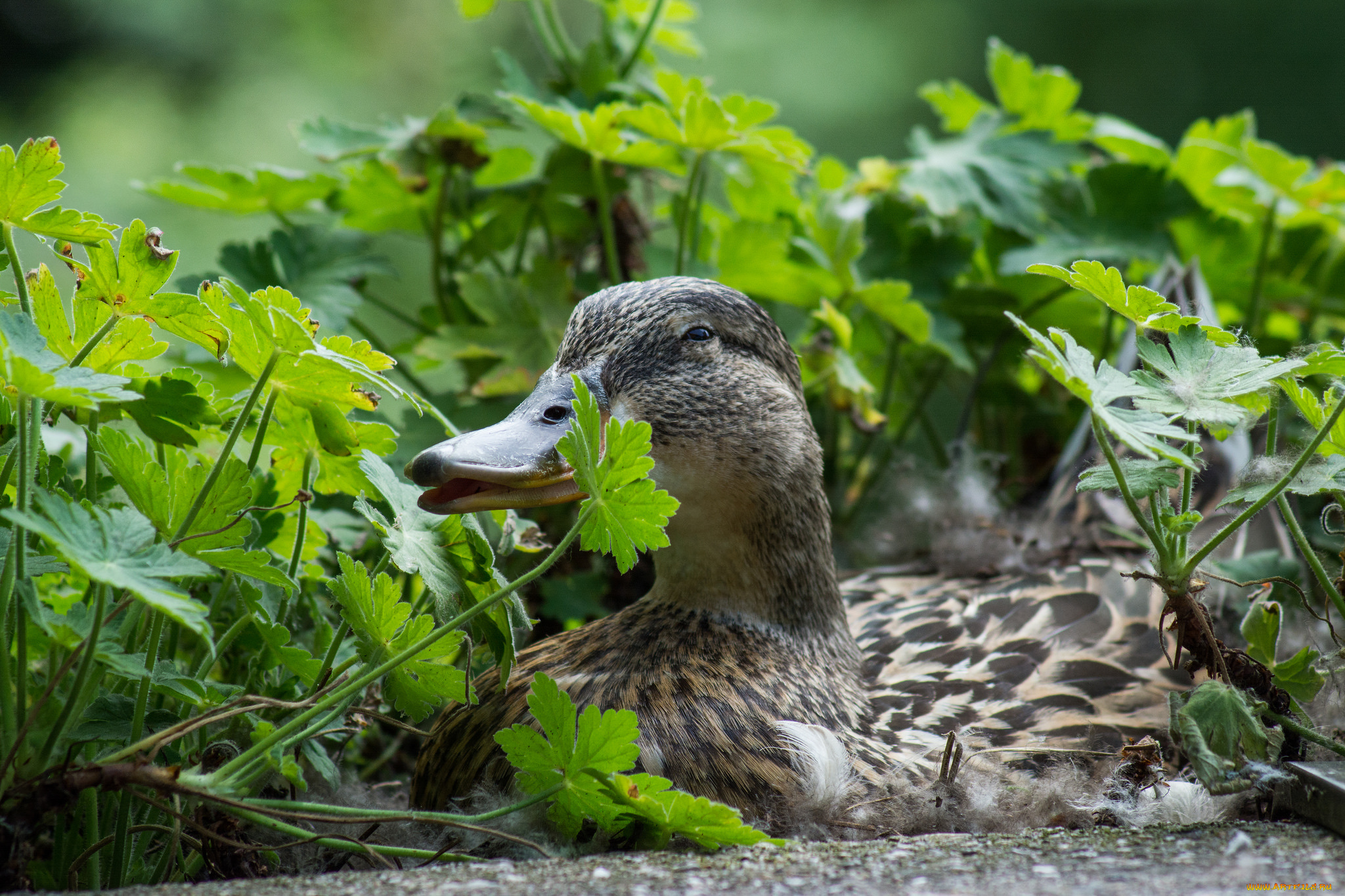 животные, утки, птица, трава, дикая, утка