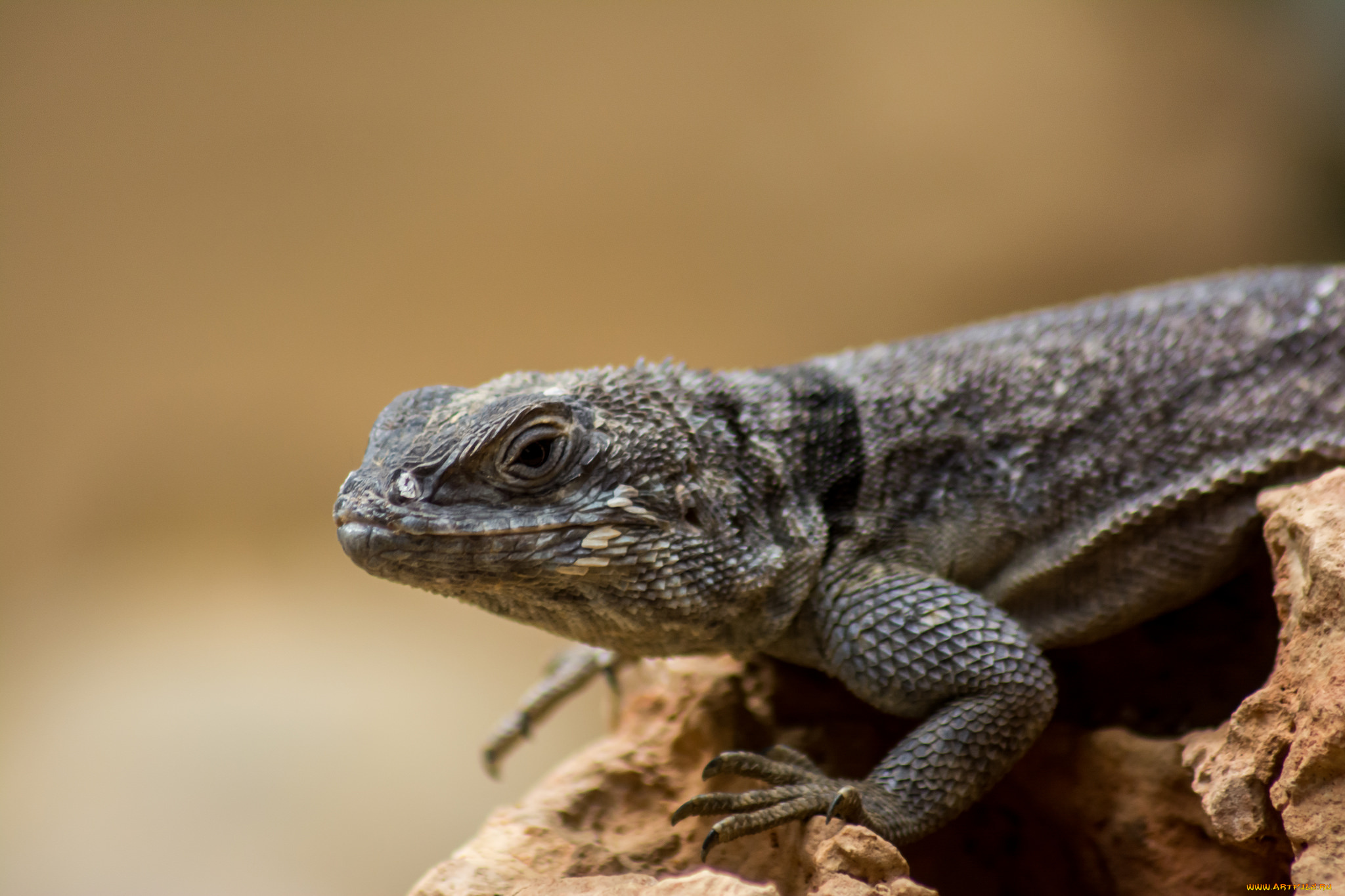 животные, Ящерицы, , игуаны, , вараны, фон, макро, лист, ящерица