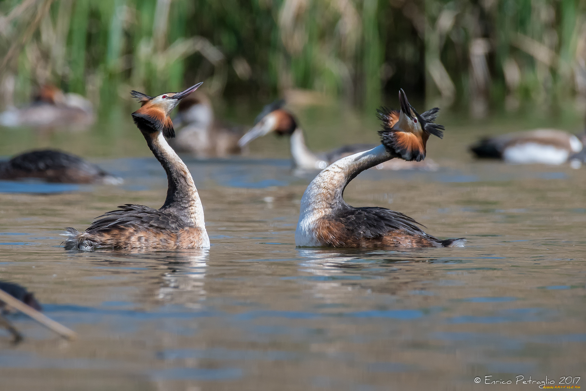 животные, Чомги, , поганки, поганка, вода, пара, чемга
