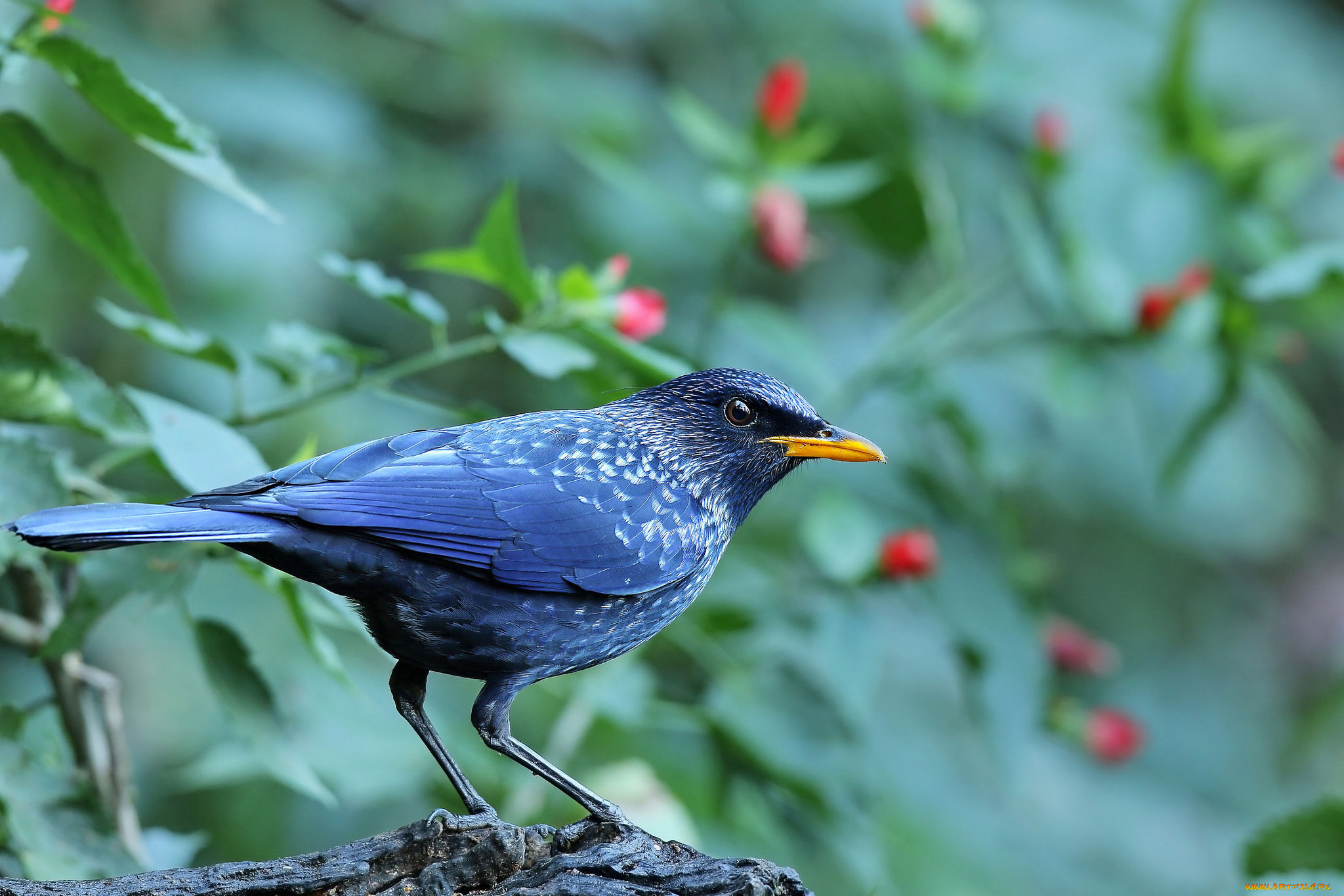 животные, птицы, лапки, птица, клюв, окрас, перья