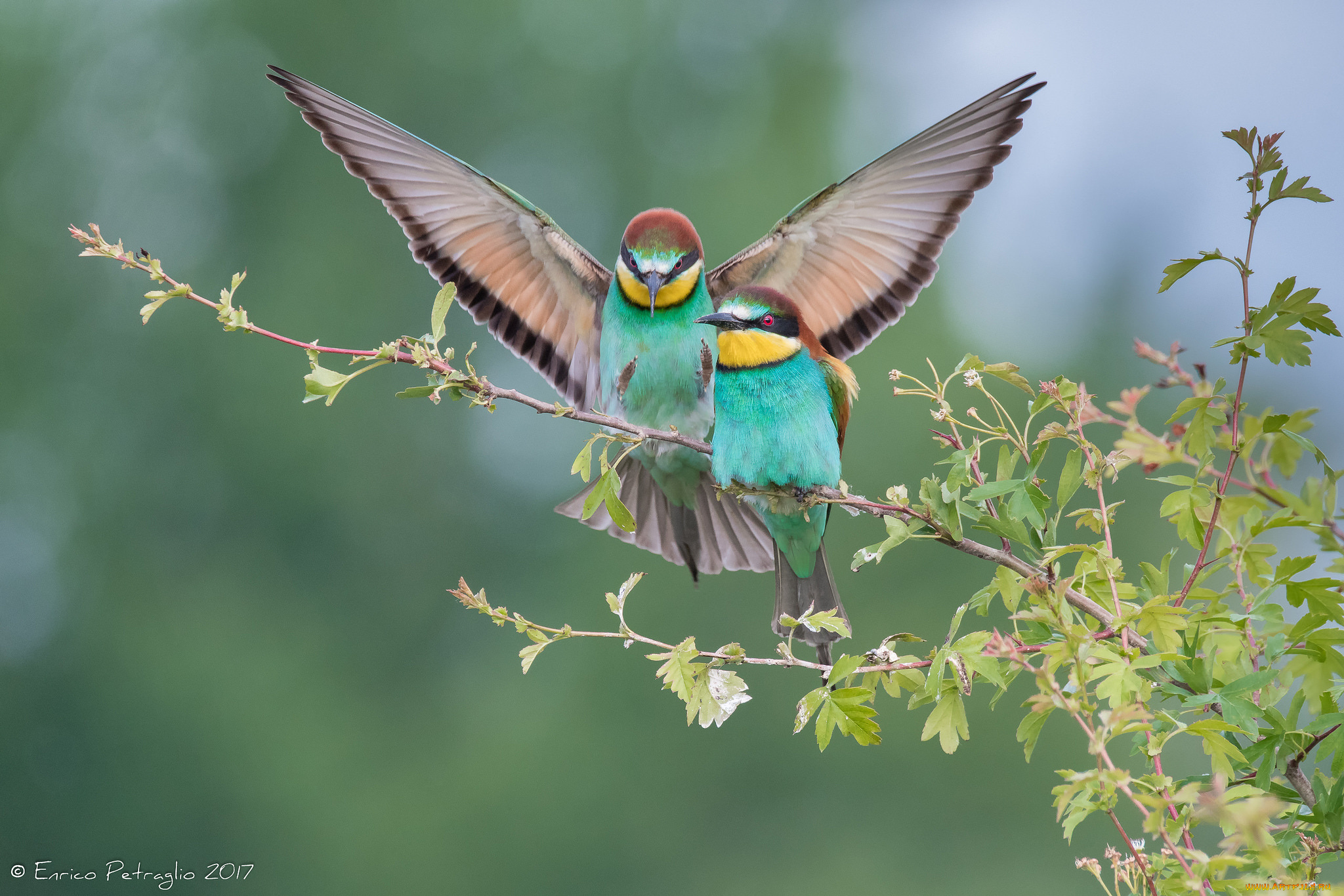 животные, птицы, окрас, пара, птица, крылья, ветка