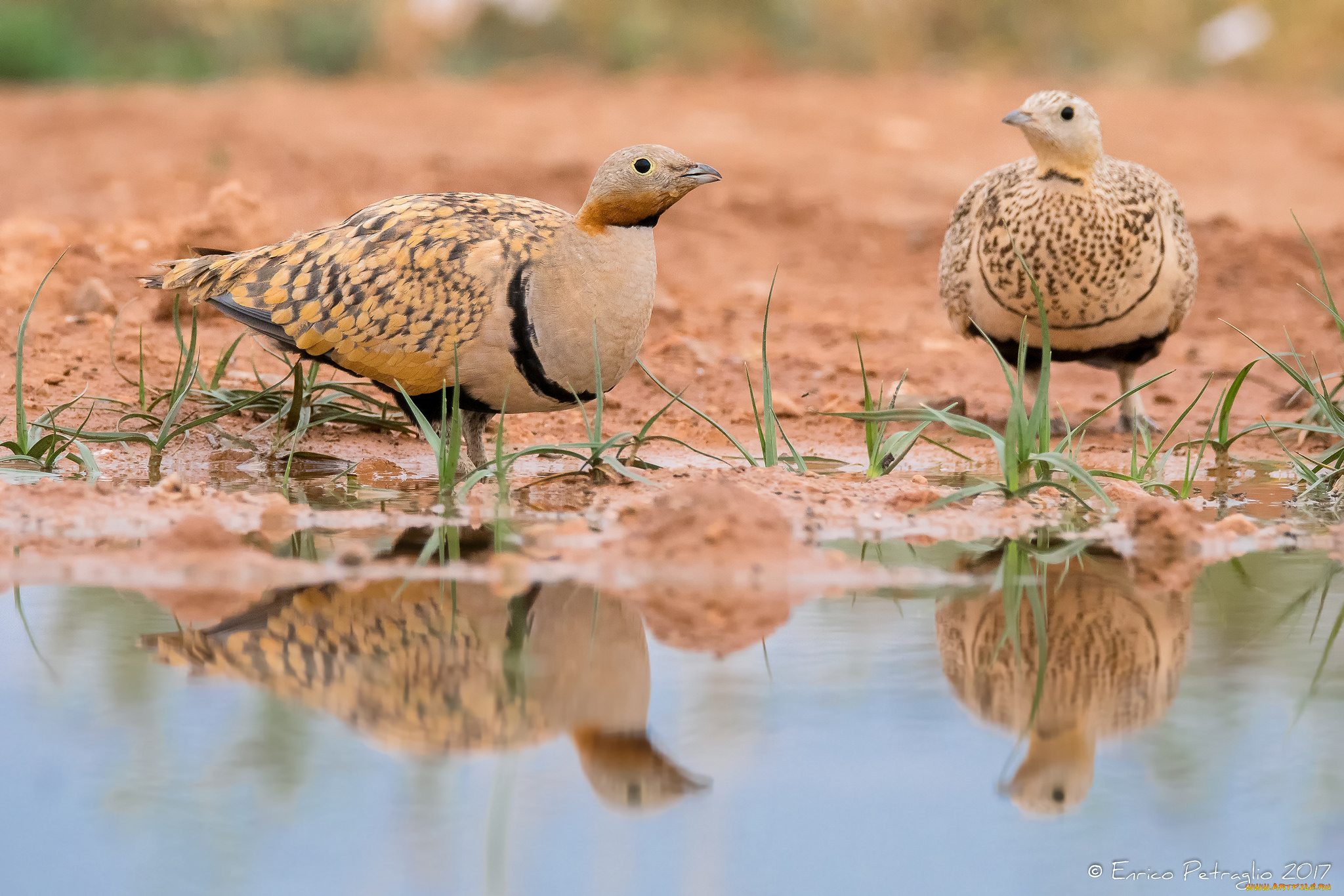 животные, птицы, перья, птица, вода, окрас