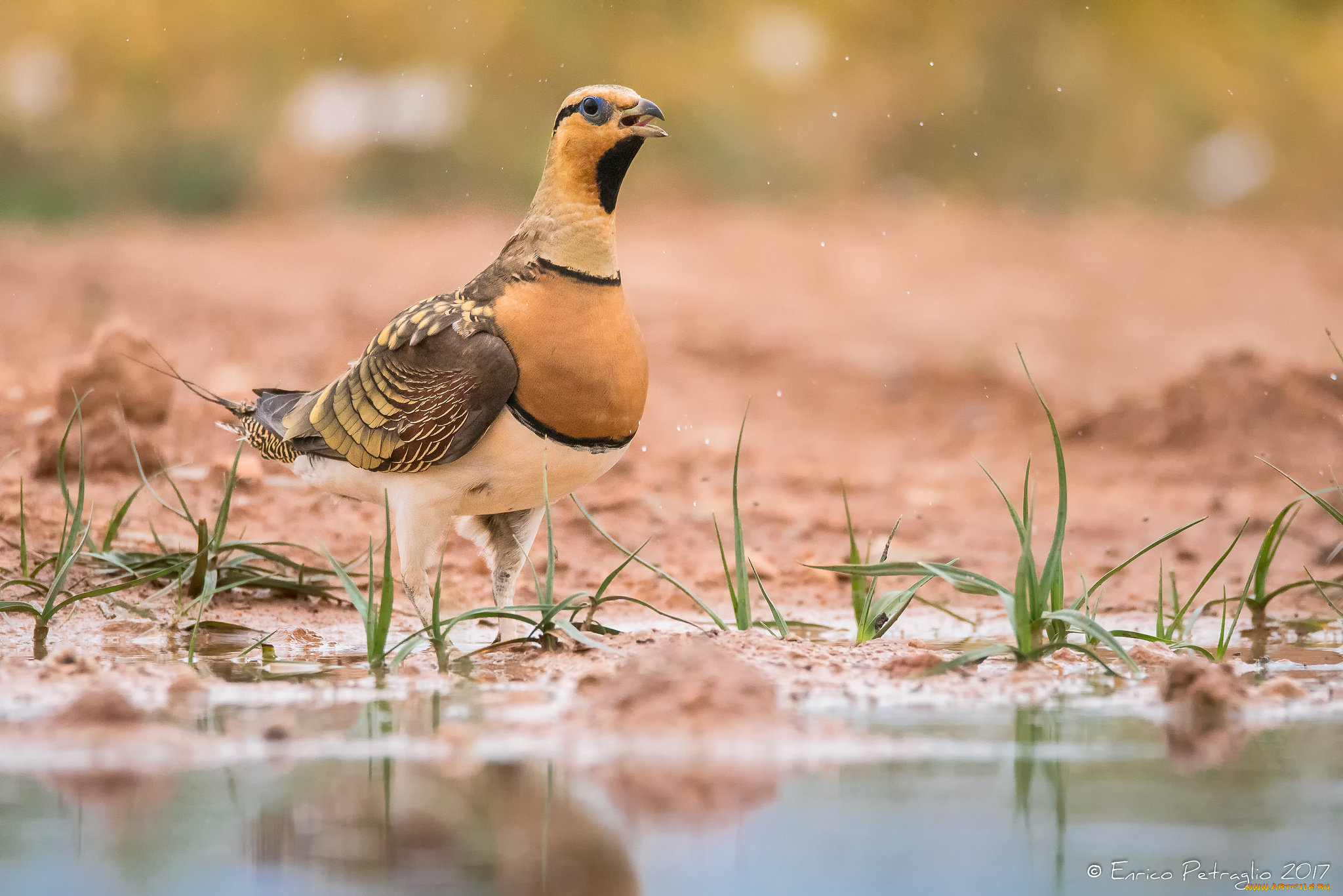 животные, птицы, птица, лапки, клюв, окрас, перья