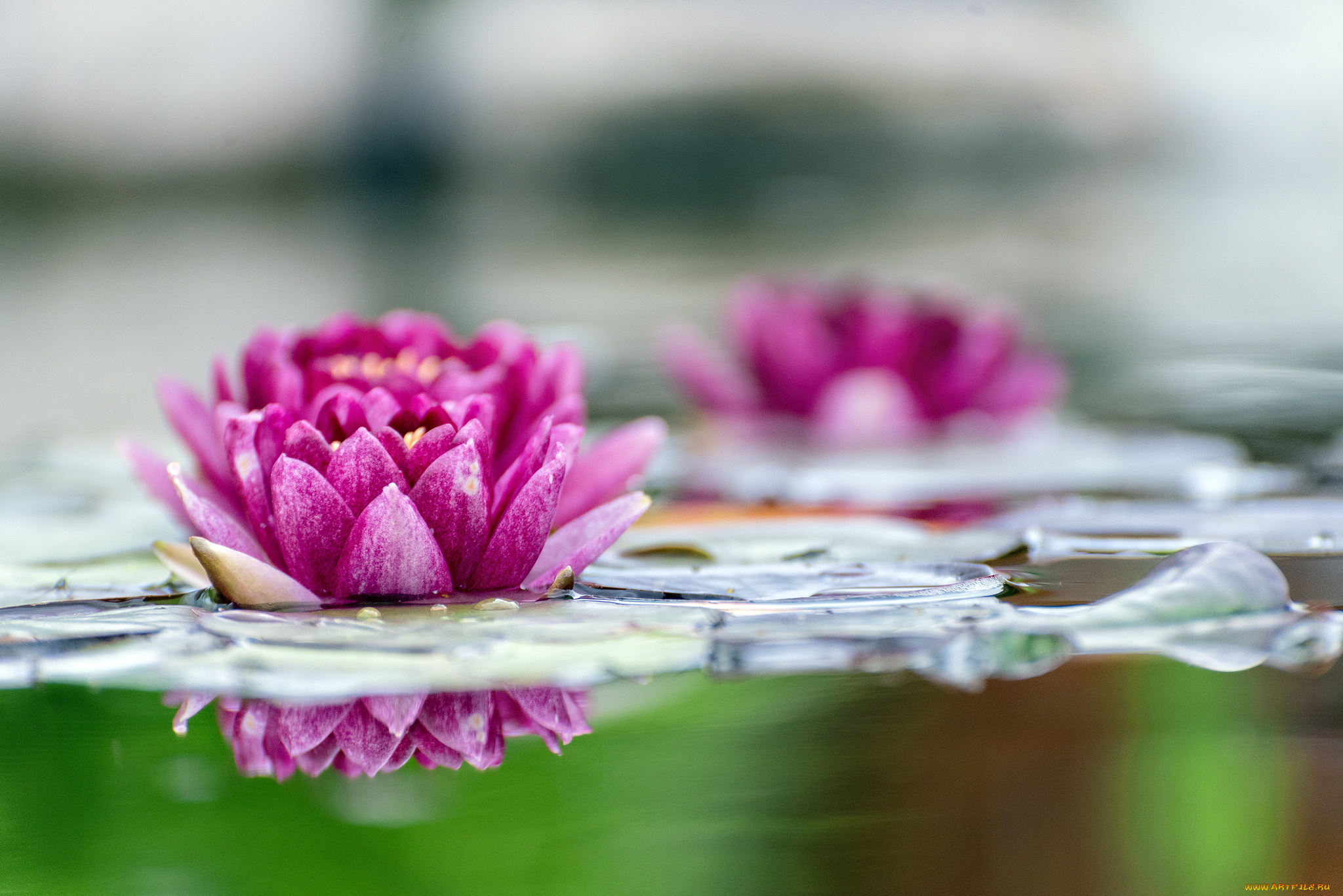 цветы, лилии, водяные, , нимфеи, , кувшинки, водяные, лилии, листья, вода