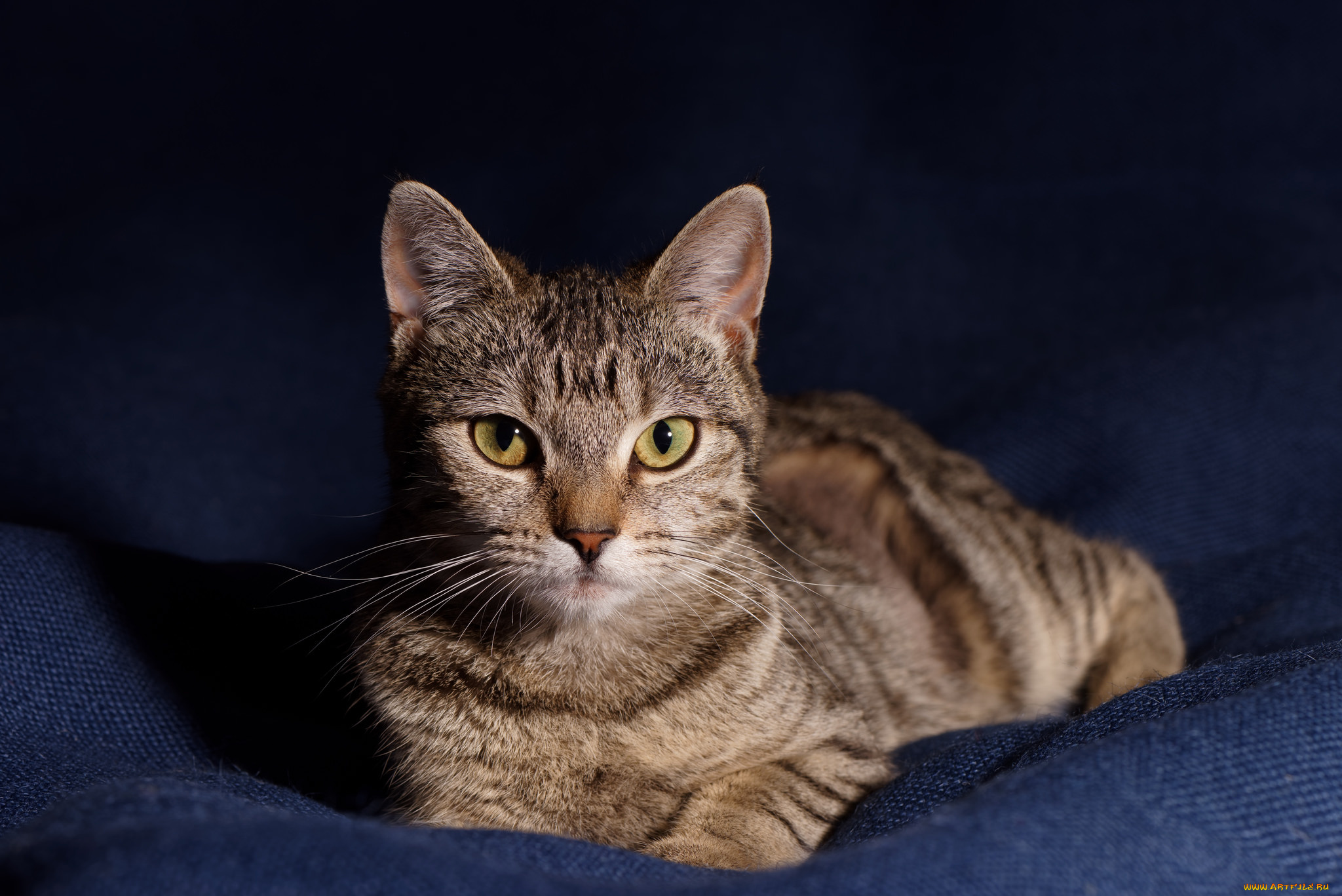 животные, коты, кошка, окрас, взгляд, домашнее, животное