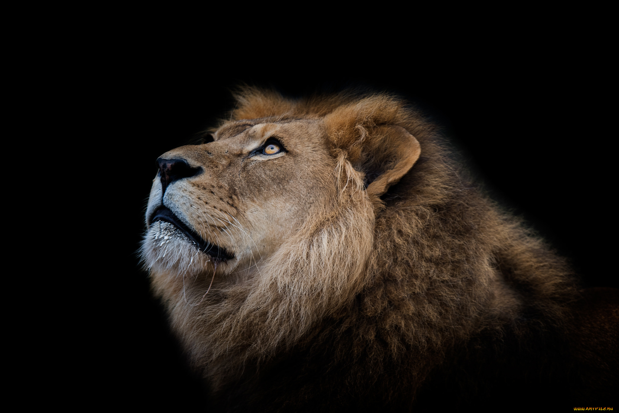 животные, львы, хищник