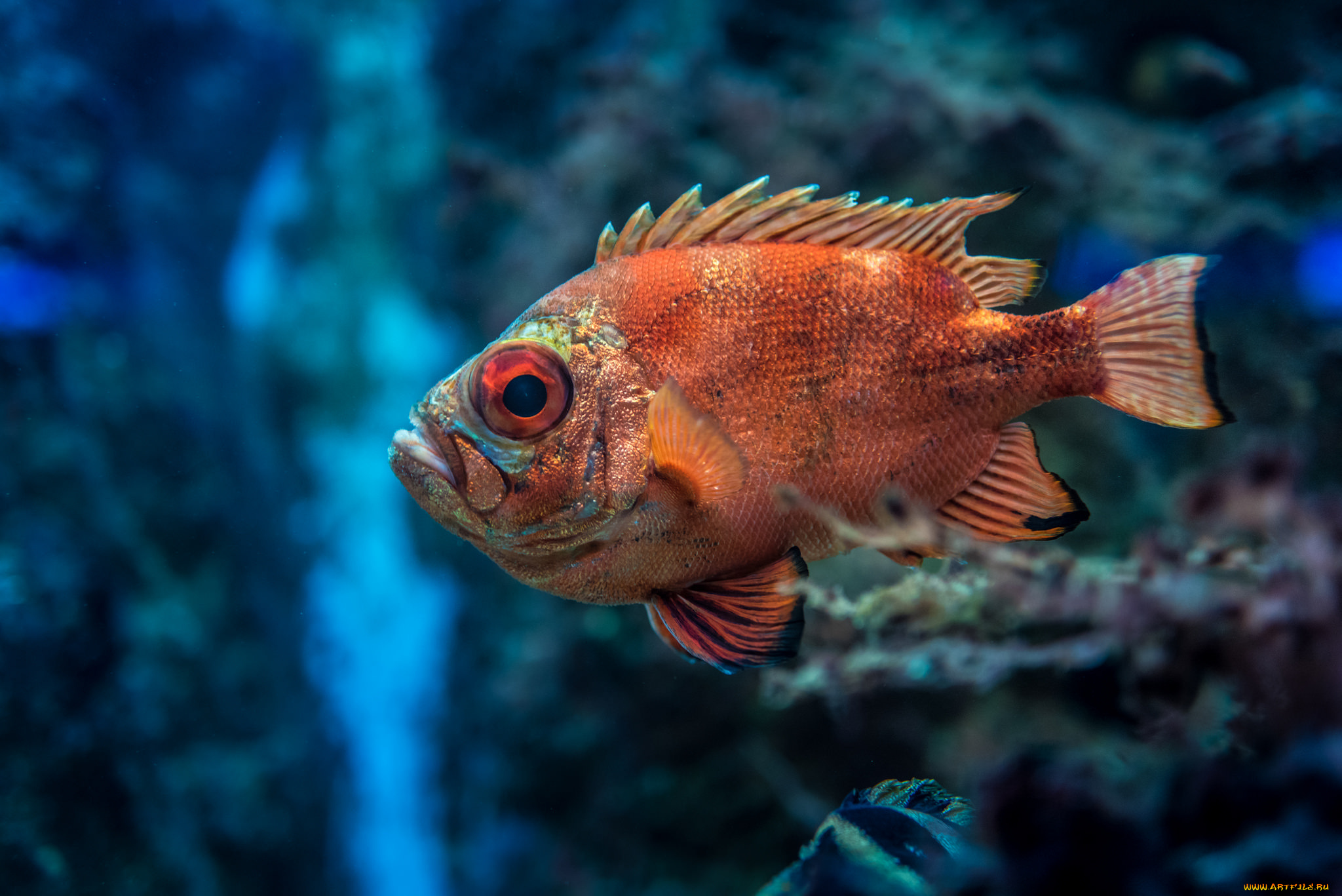 животные, рыбы, рыбка