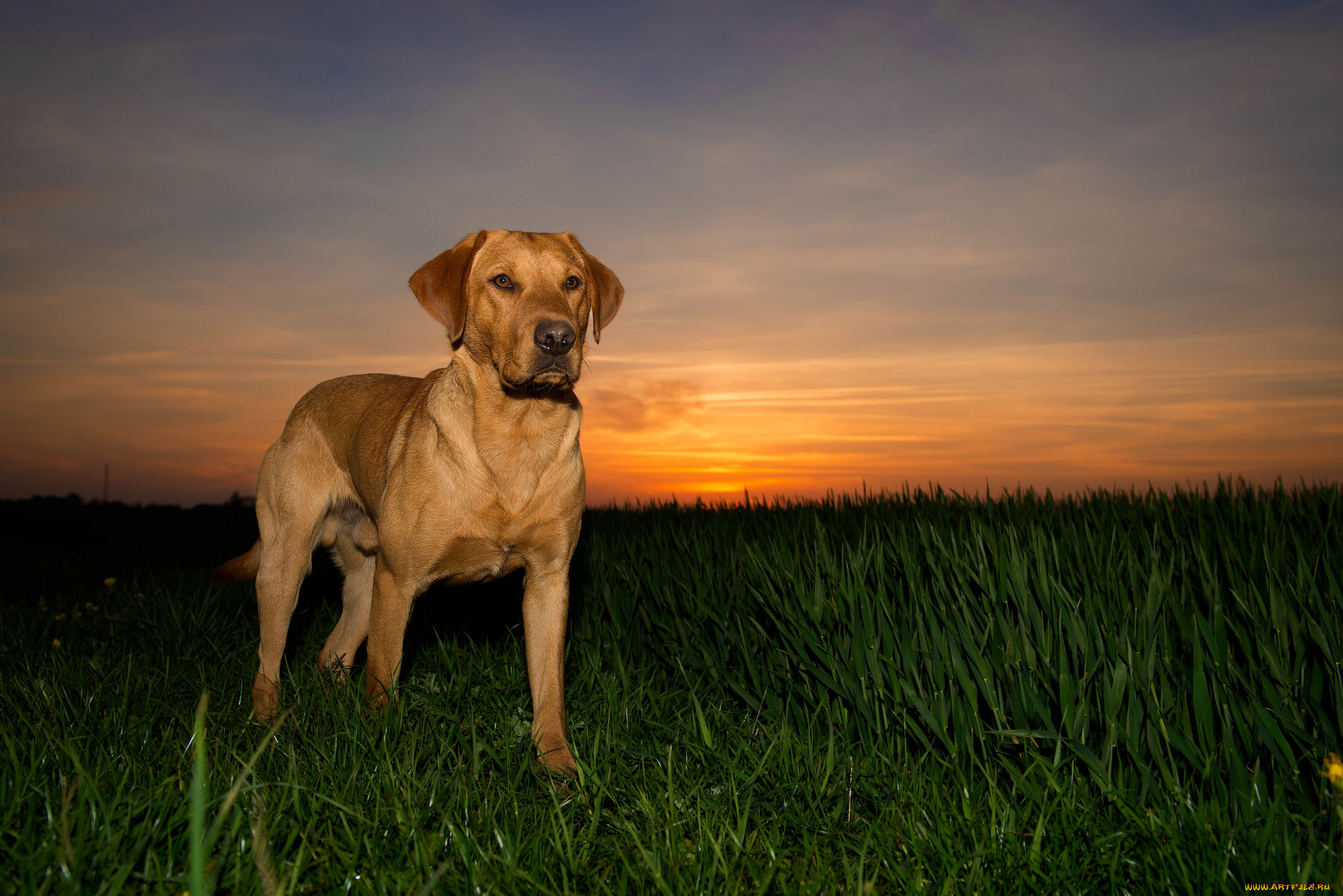 животные, собаки, песик
