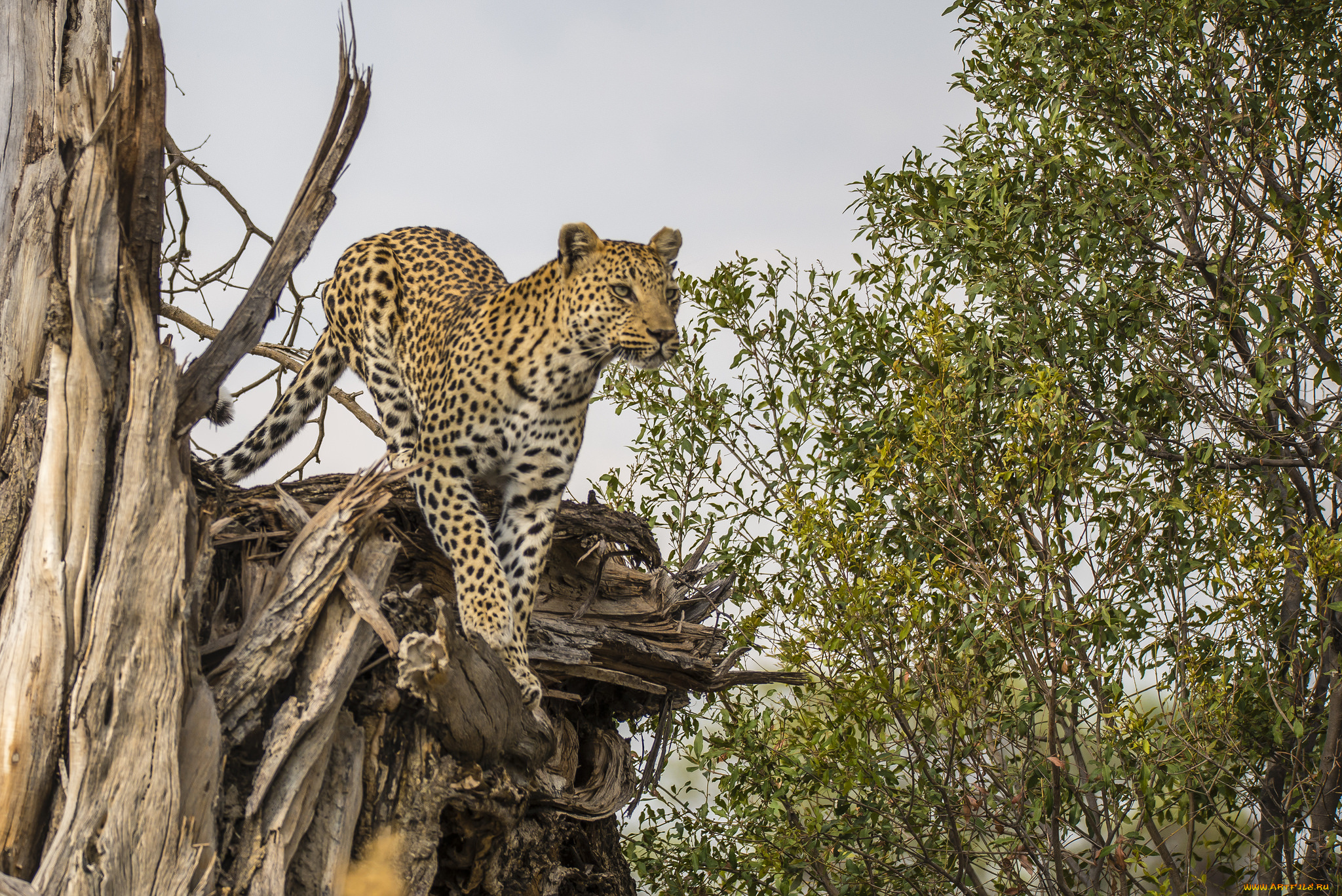 животные, Ягуары, хищник