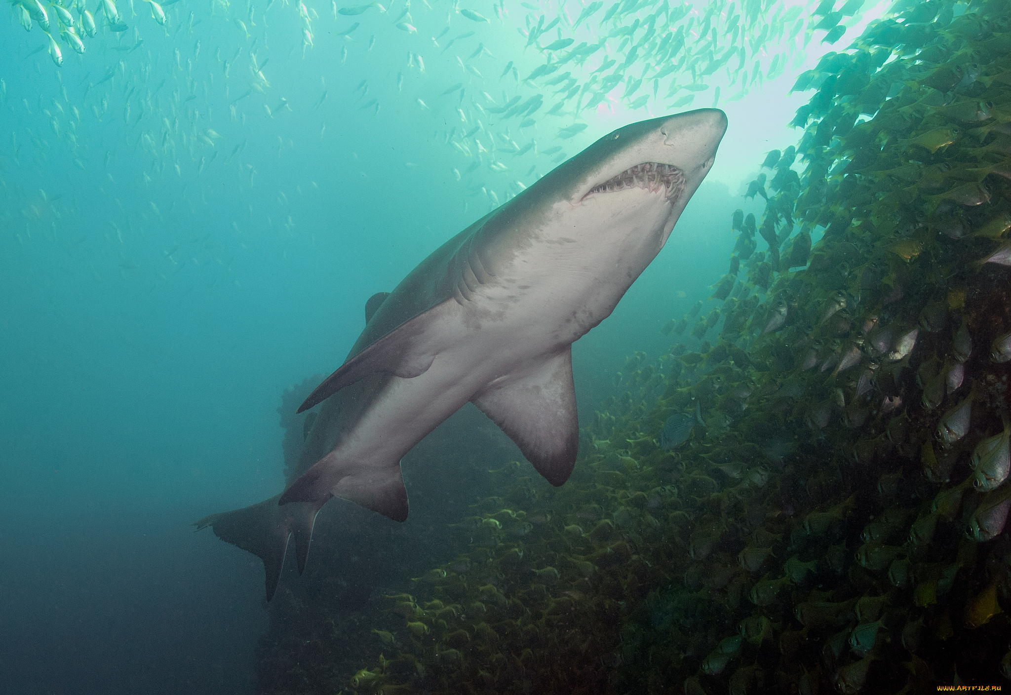 животные, акулы, хищник