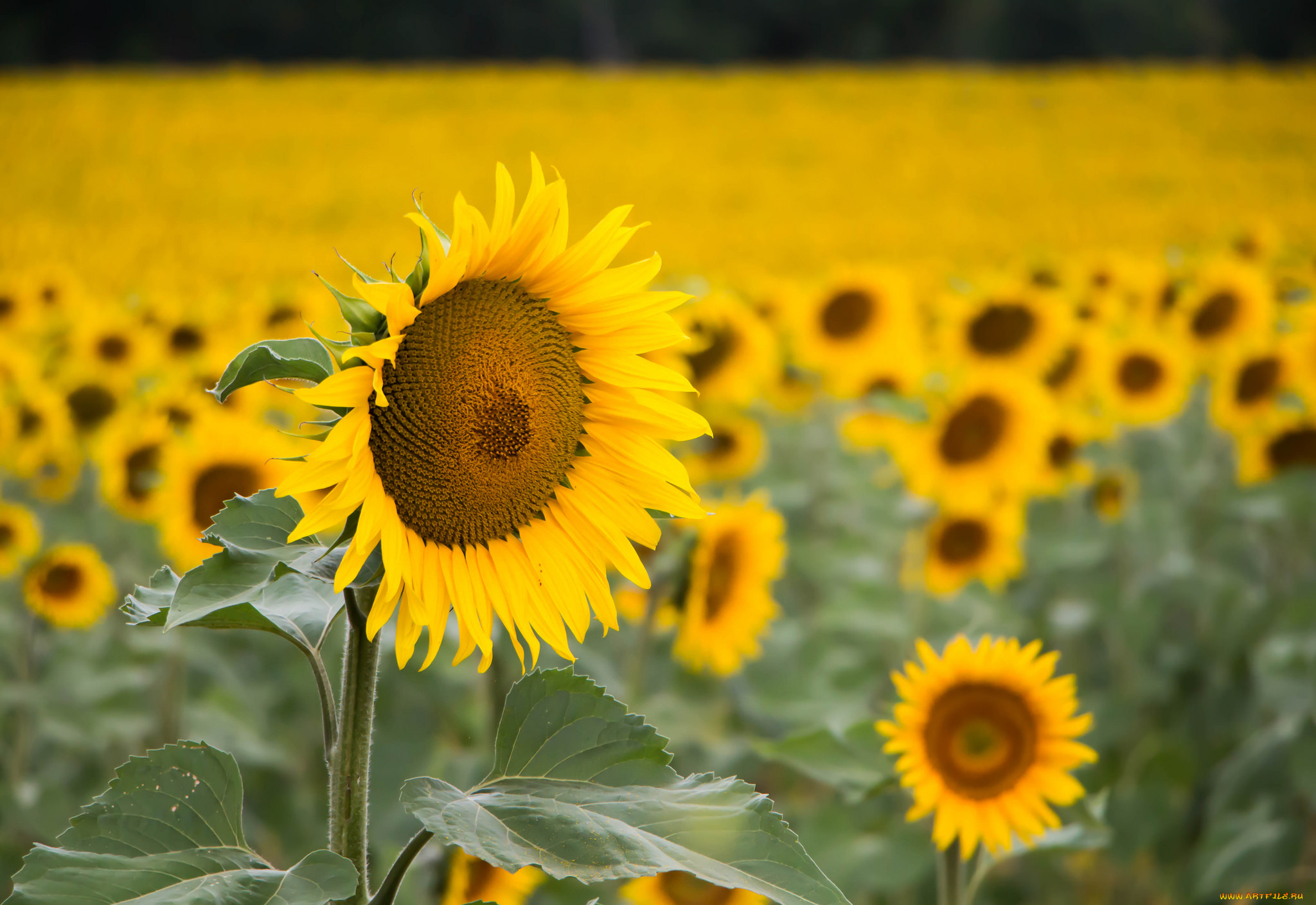 цветы, подсолнухи, подсолнух, цветки, лепестки, цветение