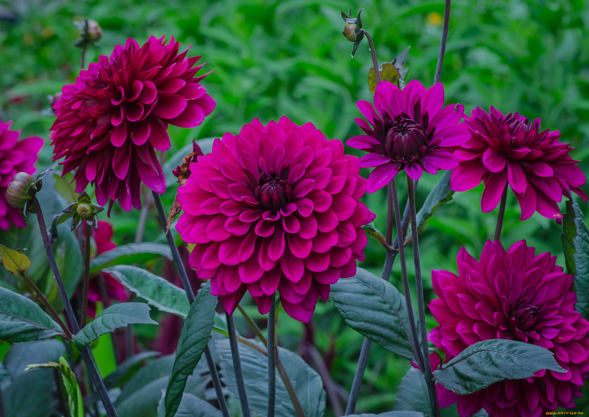 цветы, георгины, георгин, цветение, бутоны, лепестки