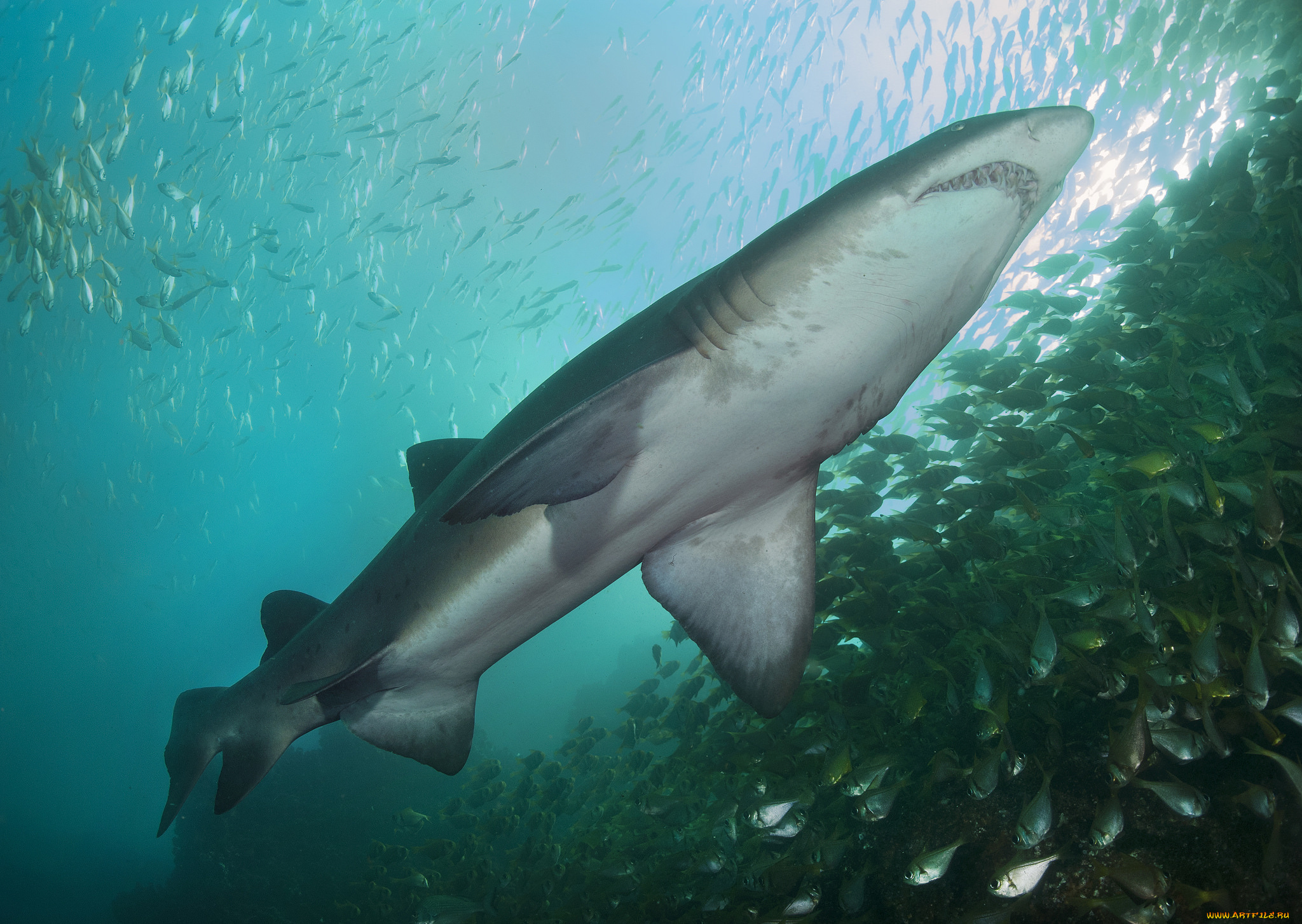 животные, акулы, хищник