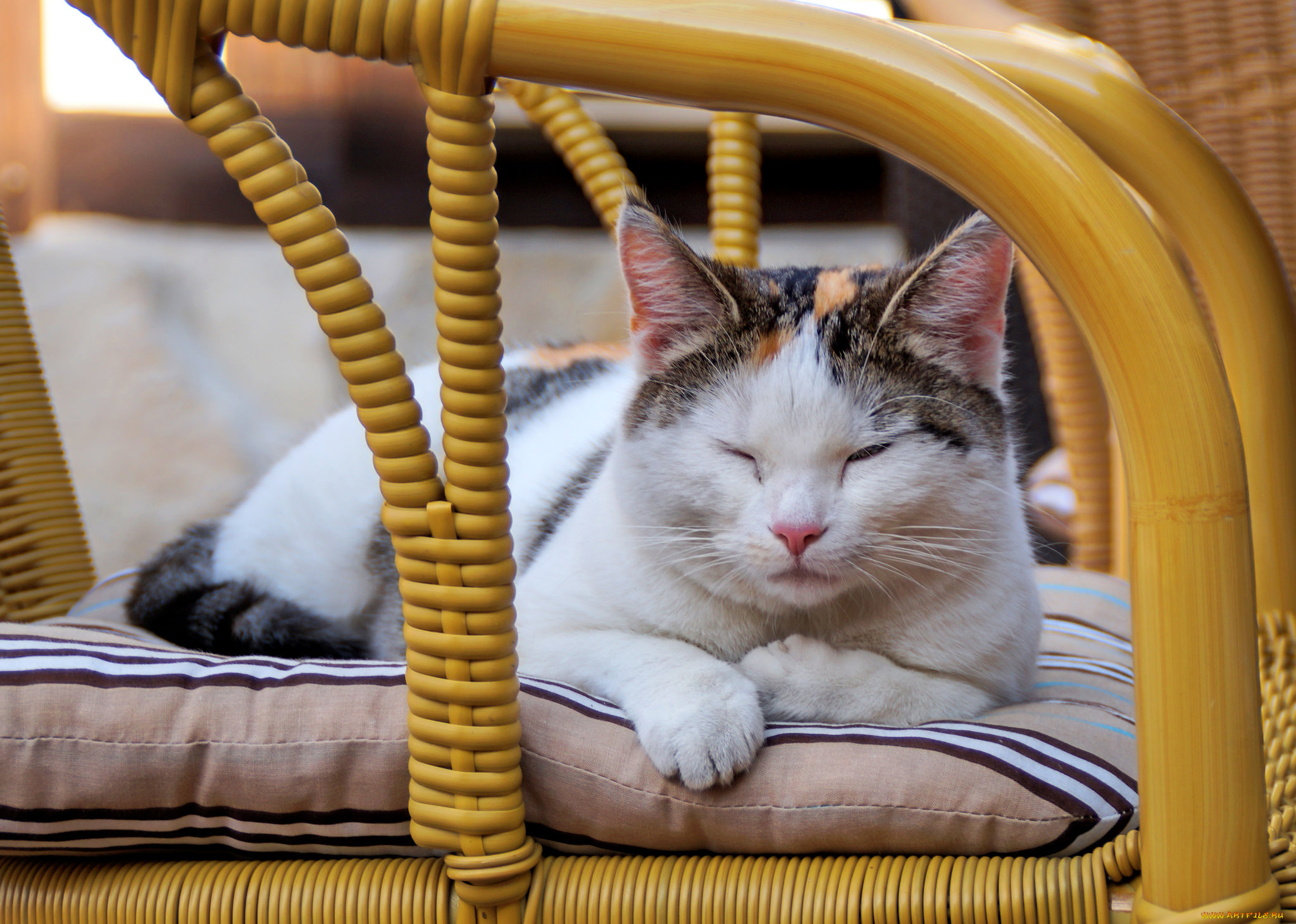 животные, коты, киса