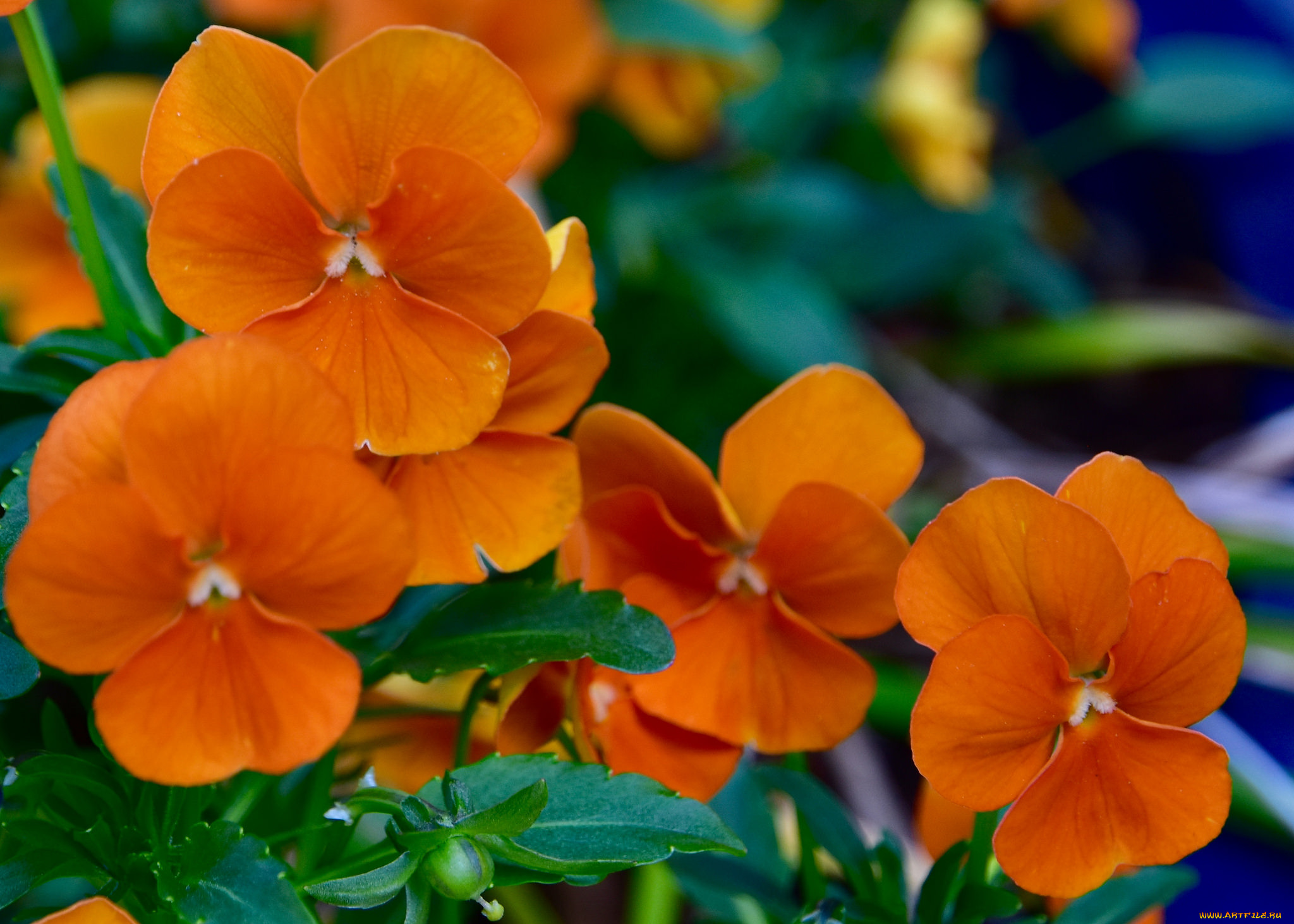 цветы, анютины, глазки, , садовые, фиалки, оранжевый, цветение, лето