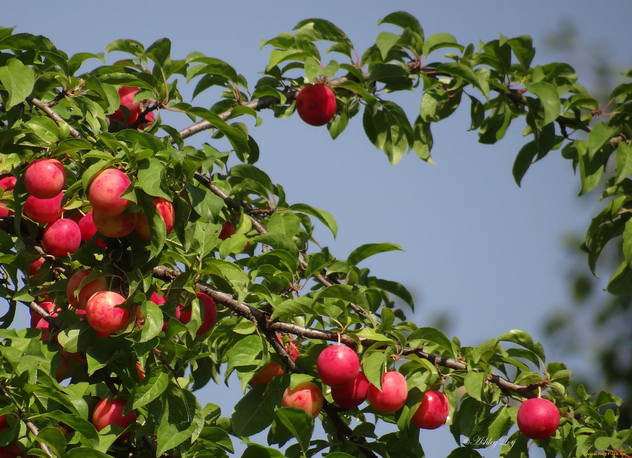 природа, плоды, слива, дерево, ветки, листья