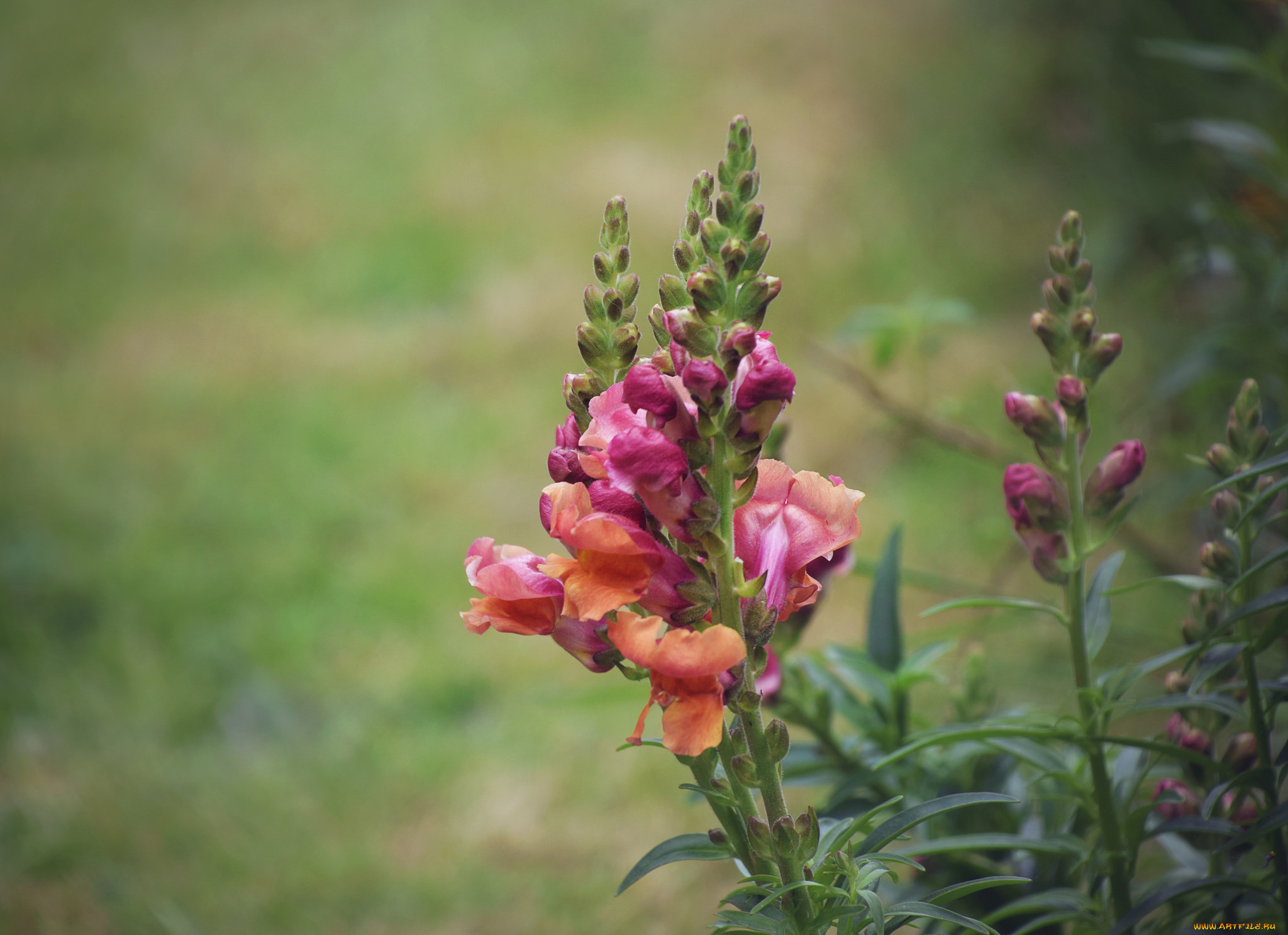 цветы, львиный, зев, цветение, розовые, лето