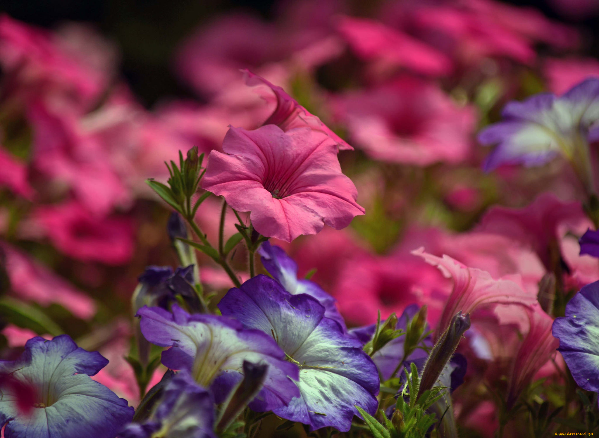 цветы, петунии, , калибрахоа, цветки, кус, цветение, петуния