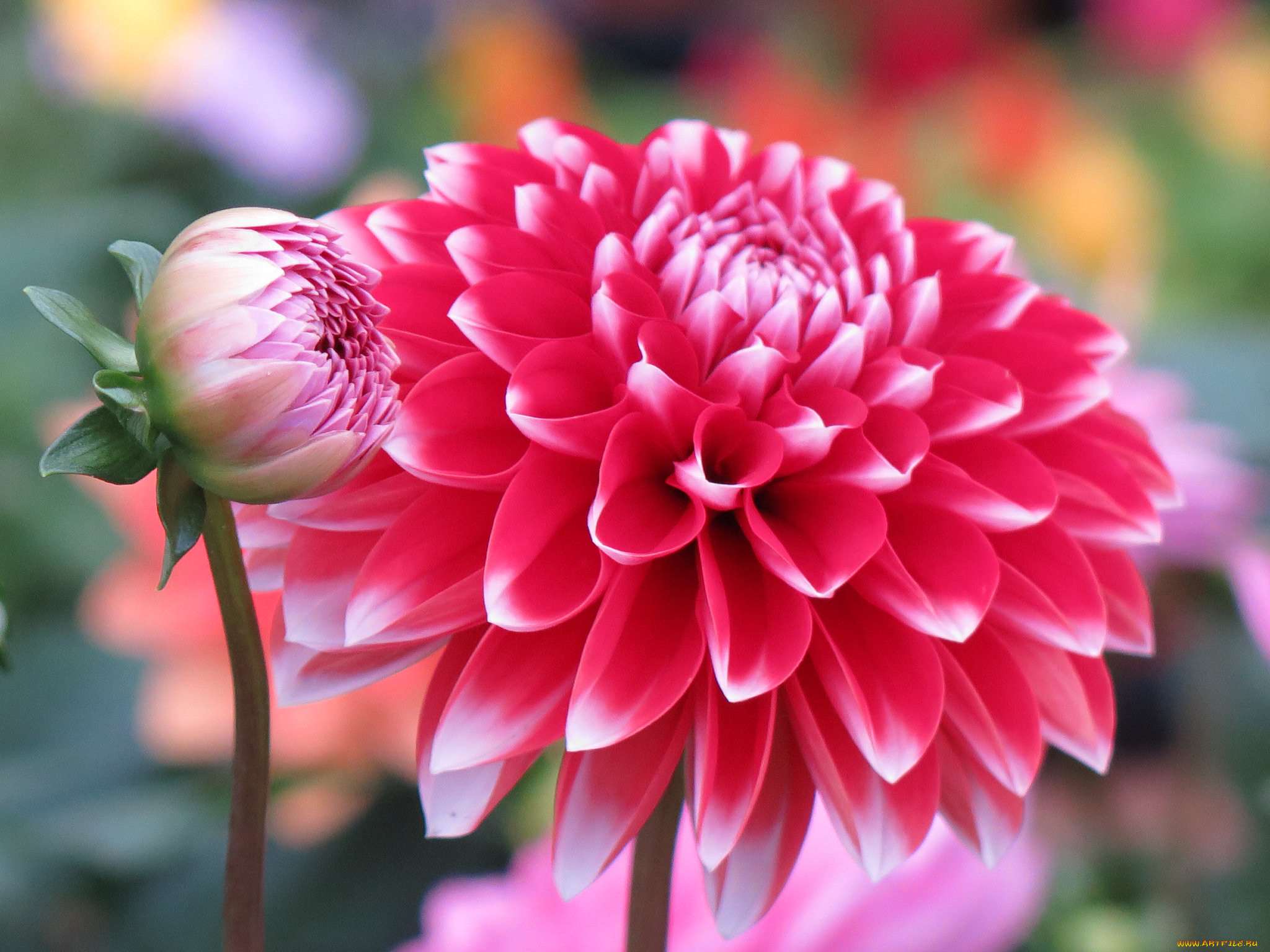 цветы, георгины, цветение, георгин, бутоны, лепестки