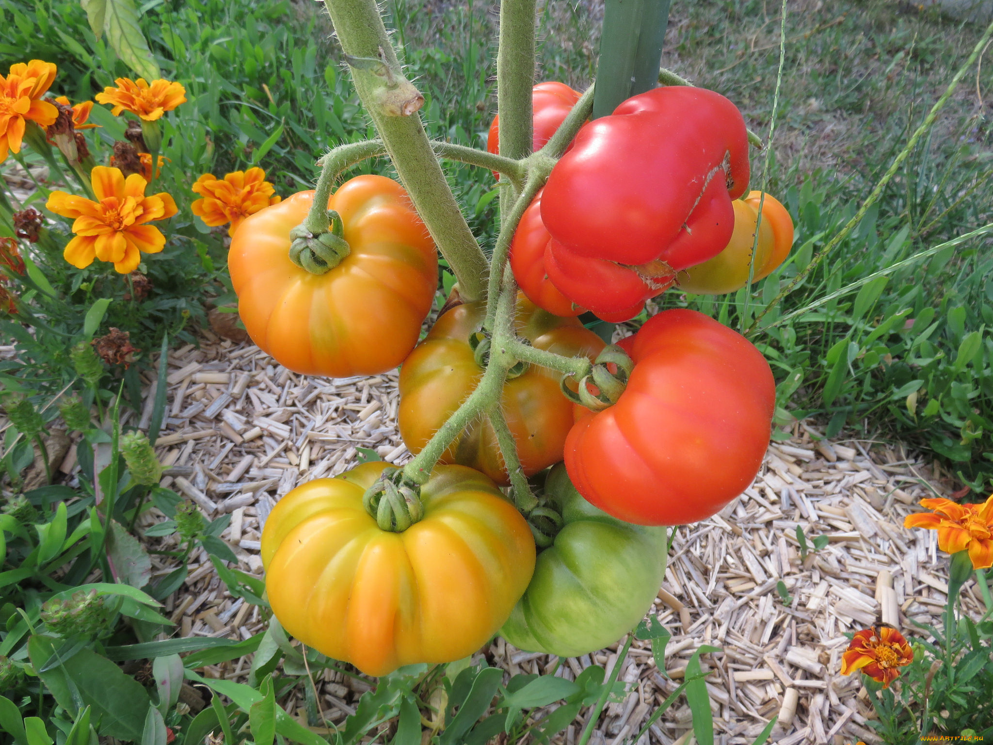 природа, плоды, помидоры, гроздь, созревание, томаты