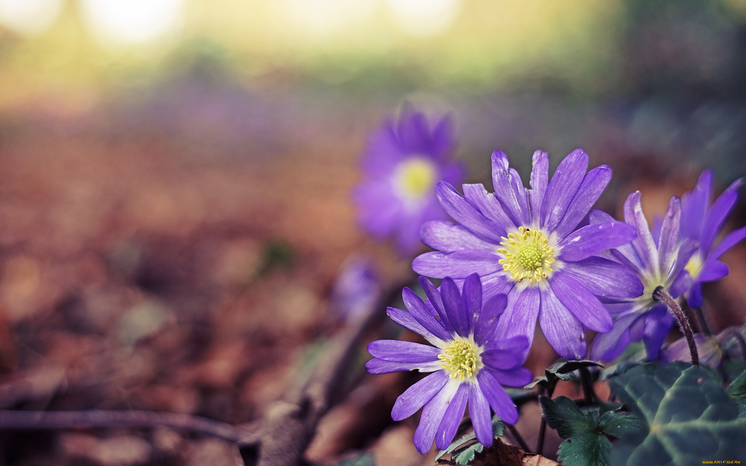 цветы, ветреницы, , печёночницы, фон, природа