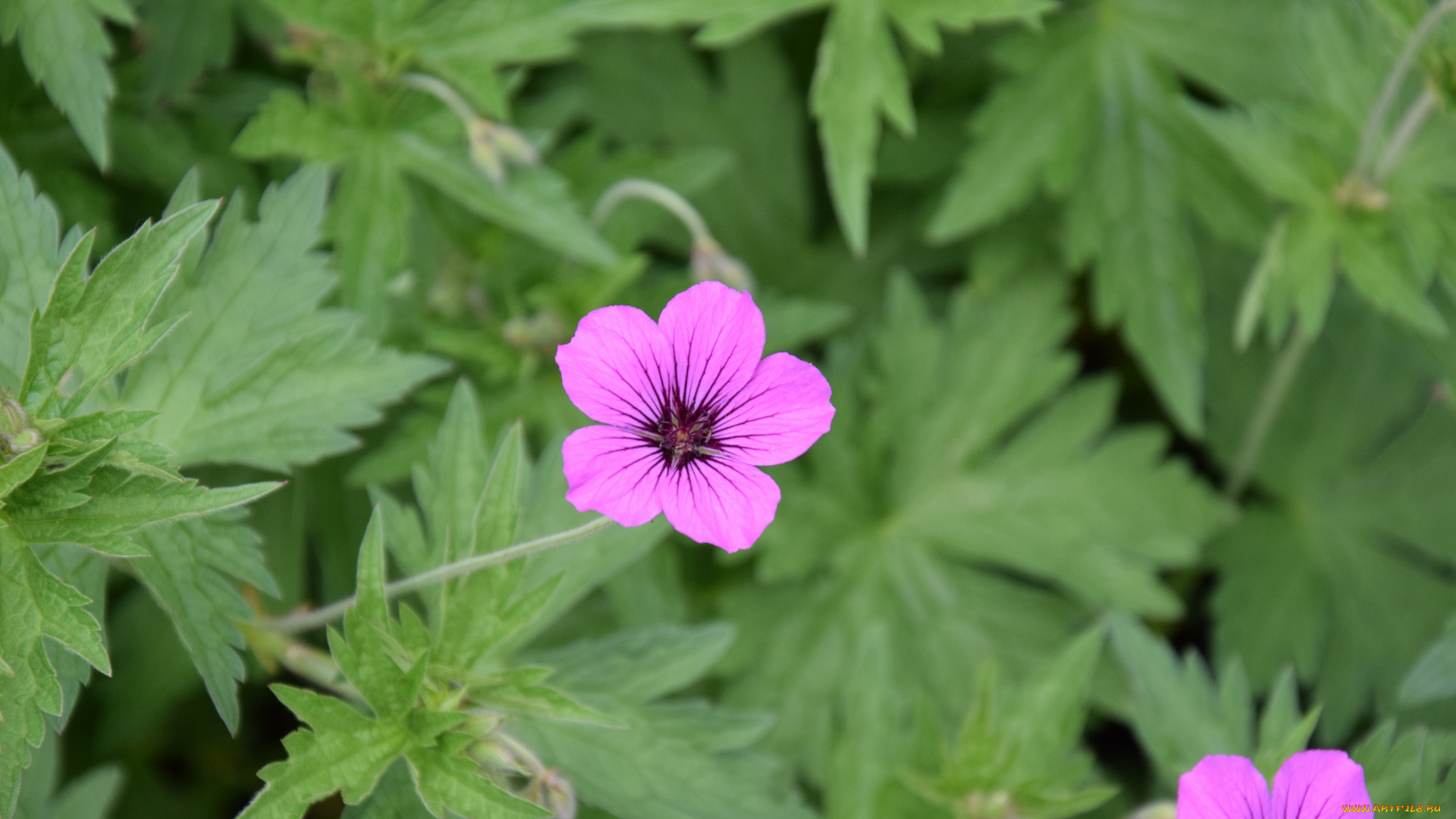 цветы, бутон