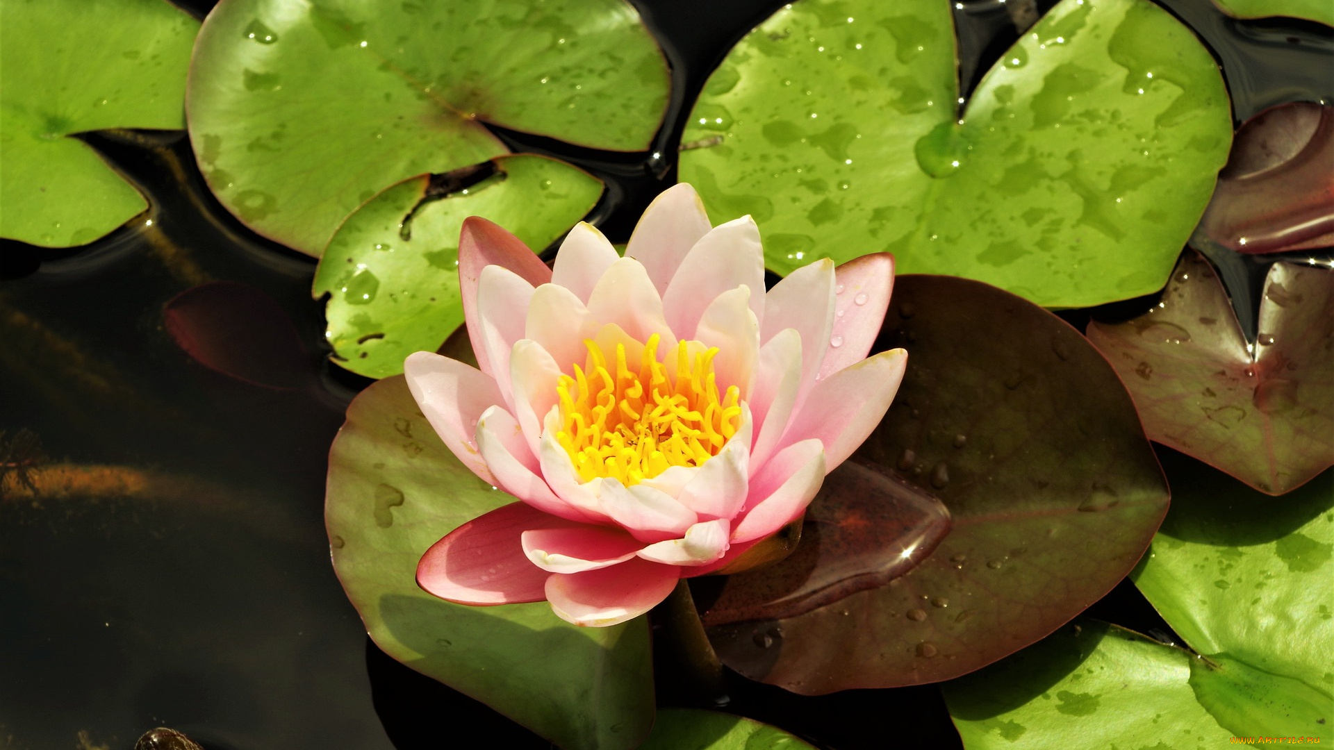 цветы, лилии, водяные, , нимфеи, , кувшинки, лилии