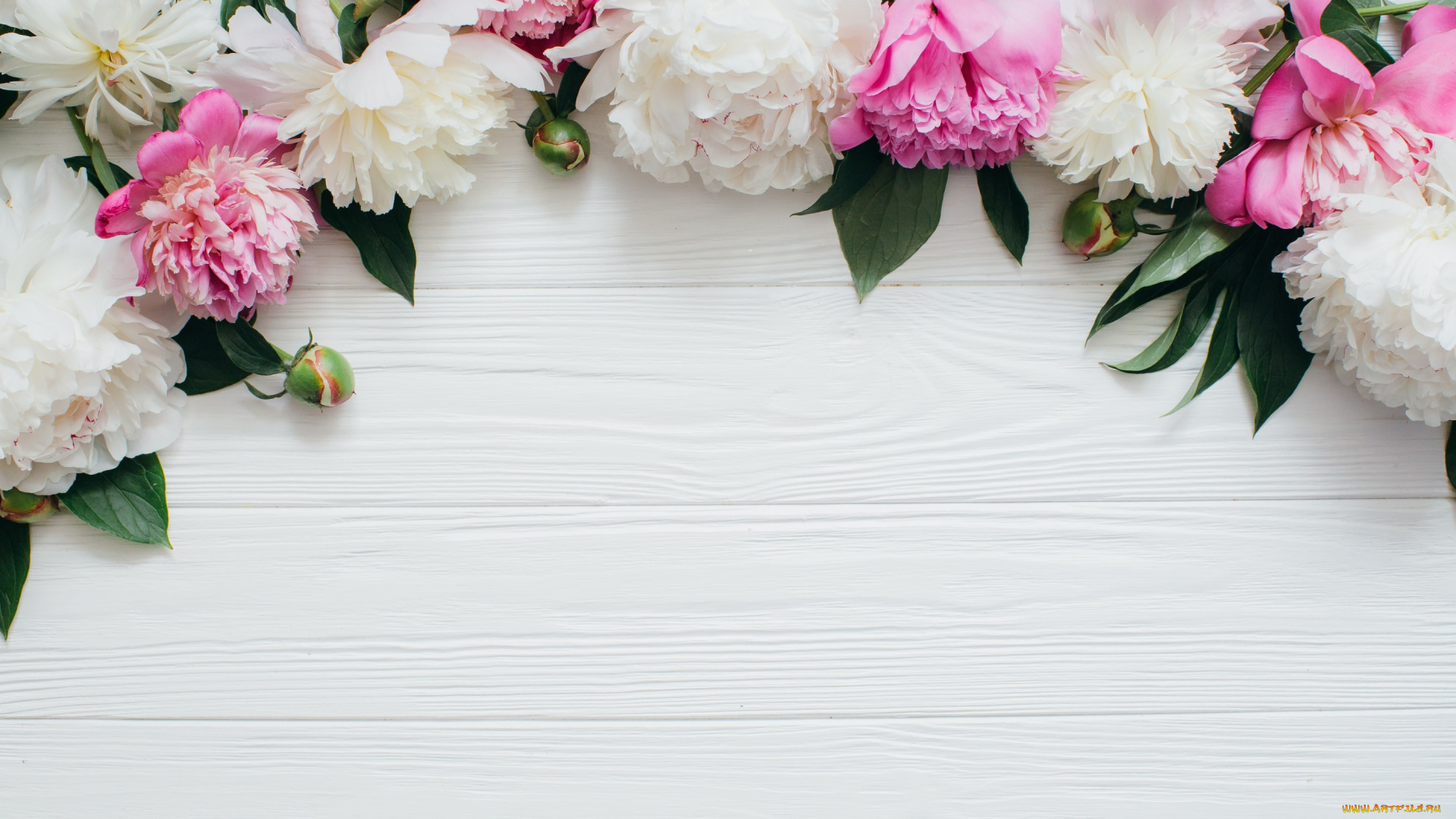 цветы, пионы, peonies, белые, white, flowers, розовые, бутоны, pink, wood