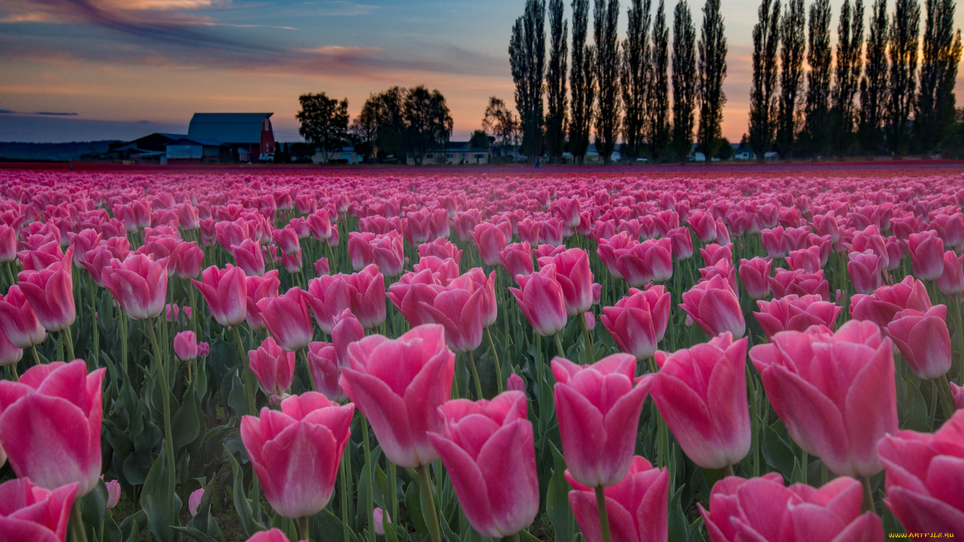 цветы, тюльпаны, плантация, закат, деревья, поле