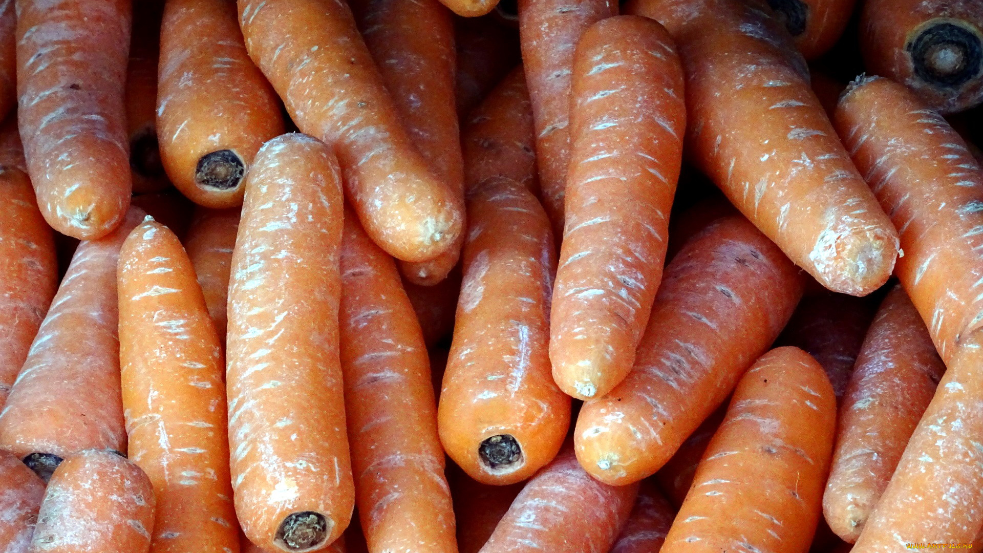 еда, морковь, корнеплоды