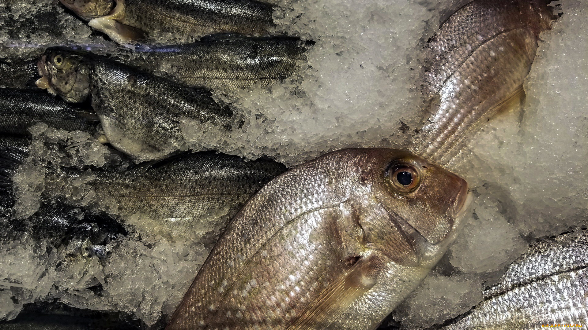 еда, рыба, , морепродукты, , суши, , роллы, свежая