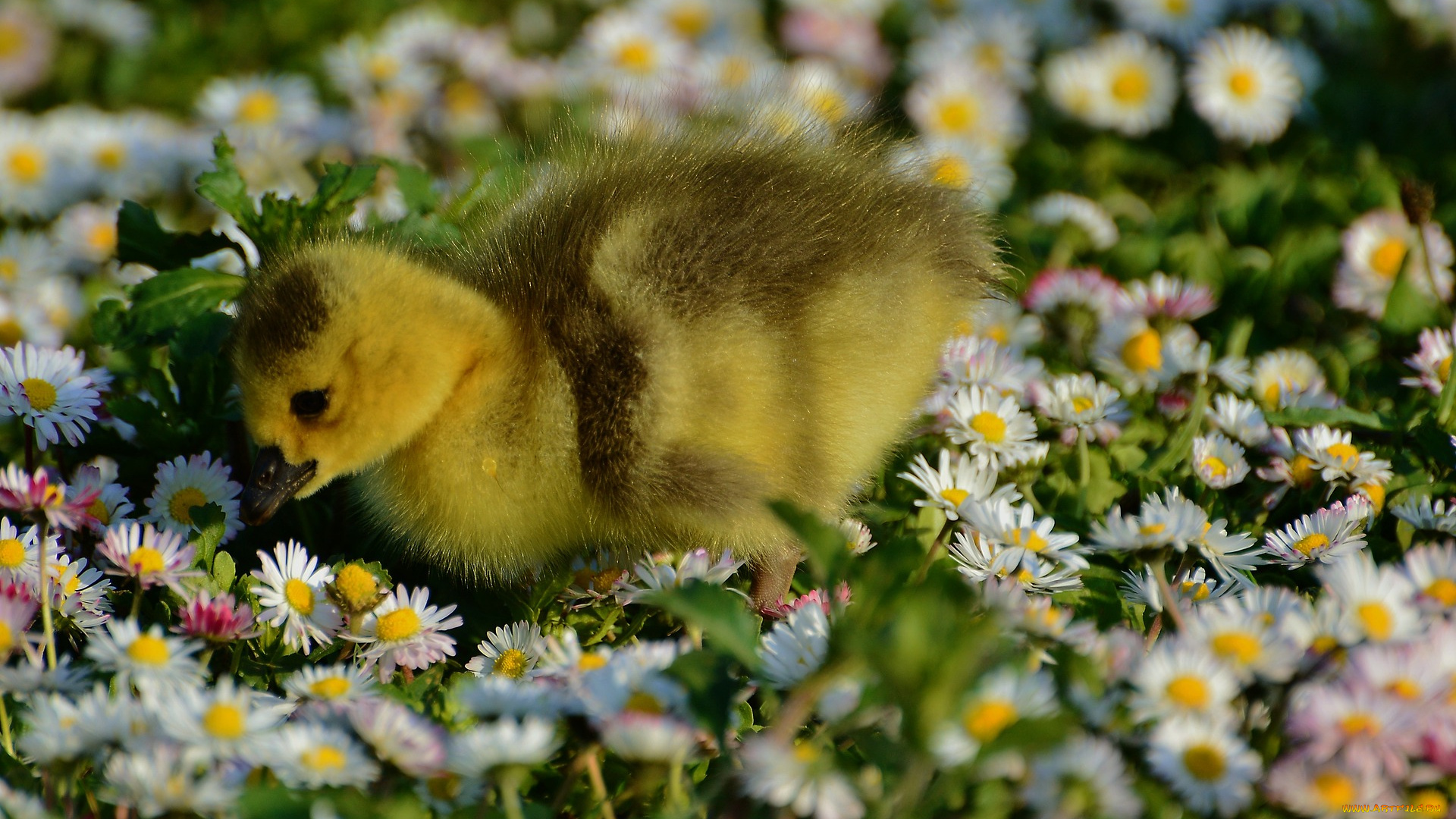 гусёнок, животные, гуси, утенок
