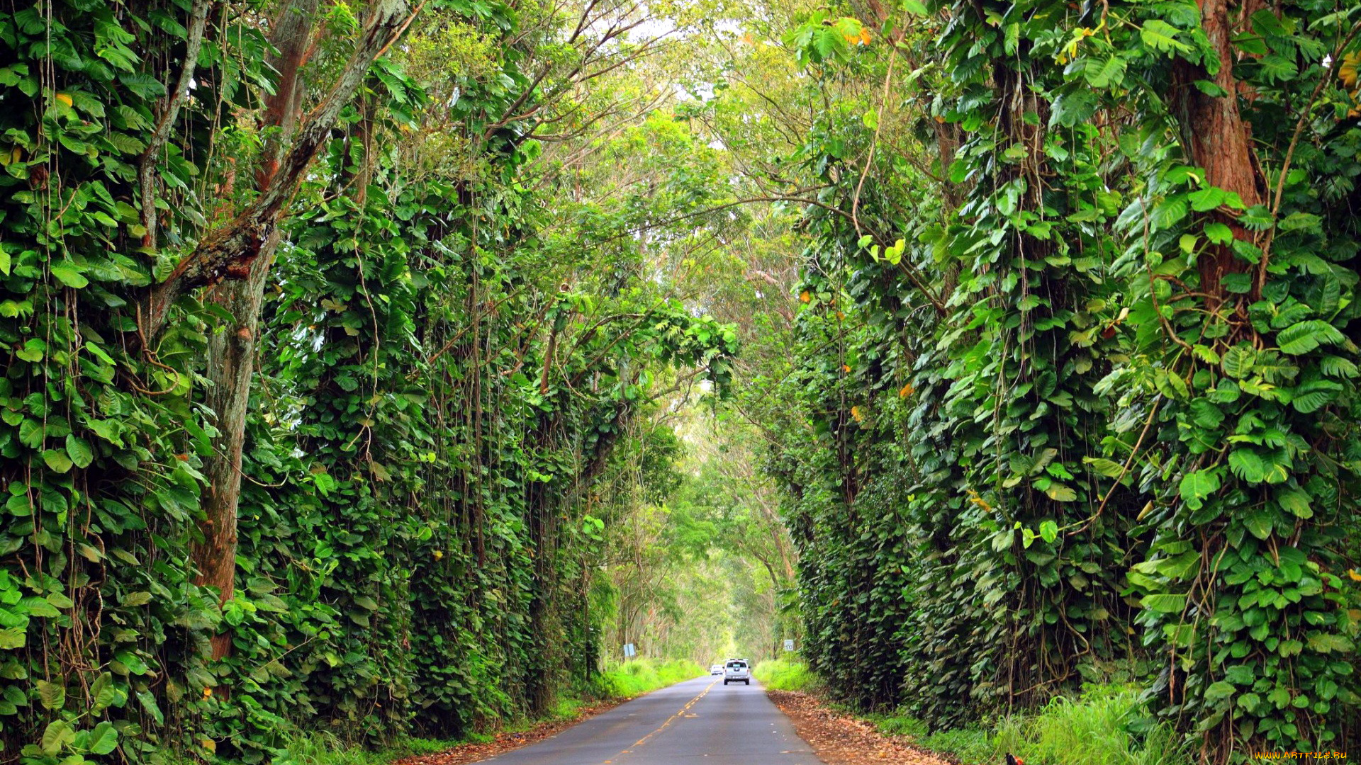 природа, дороги, шоссе