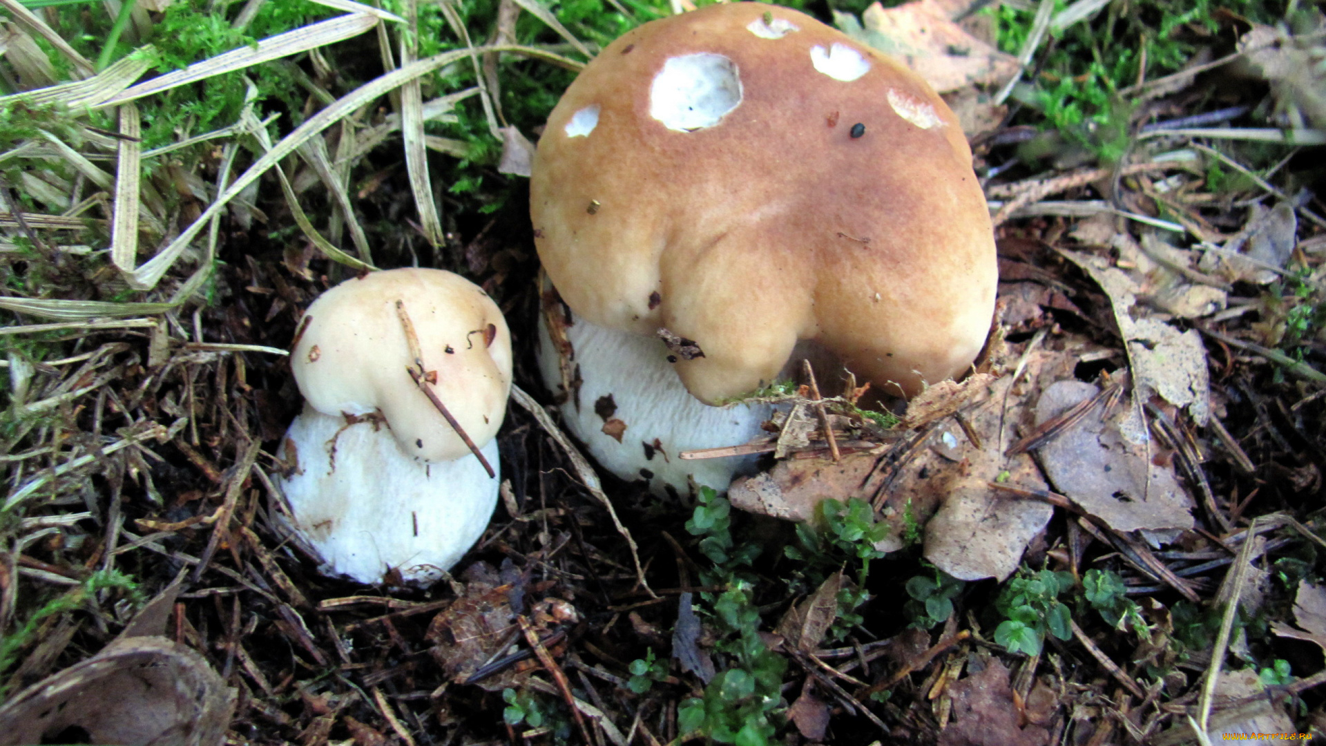 природа, грибы, боровик