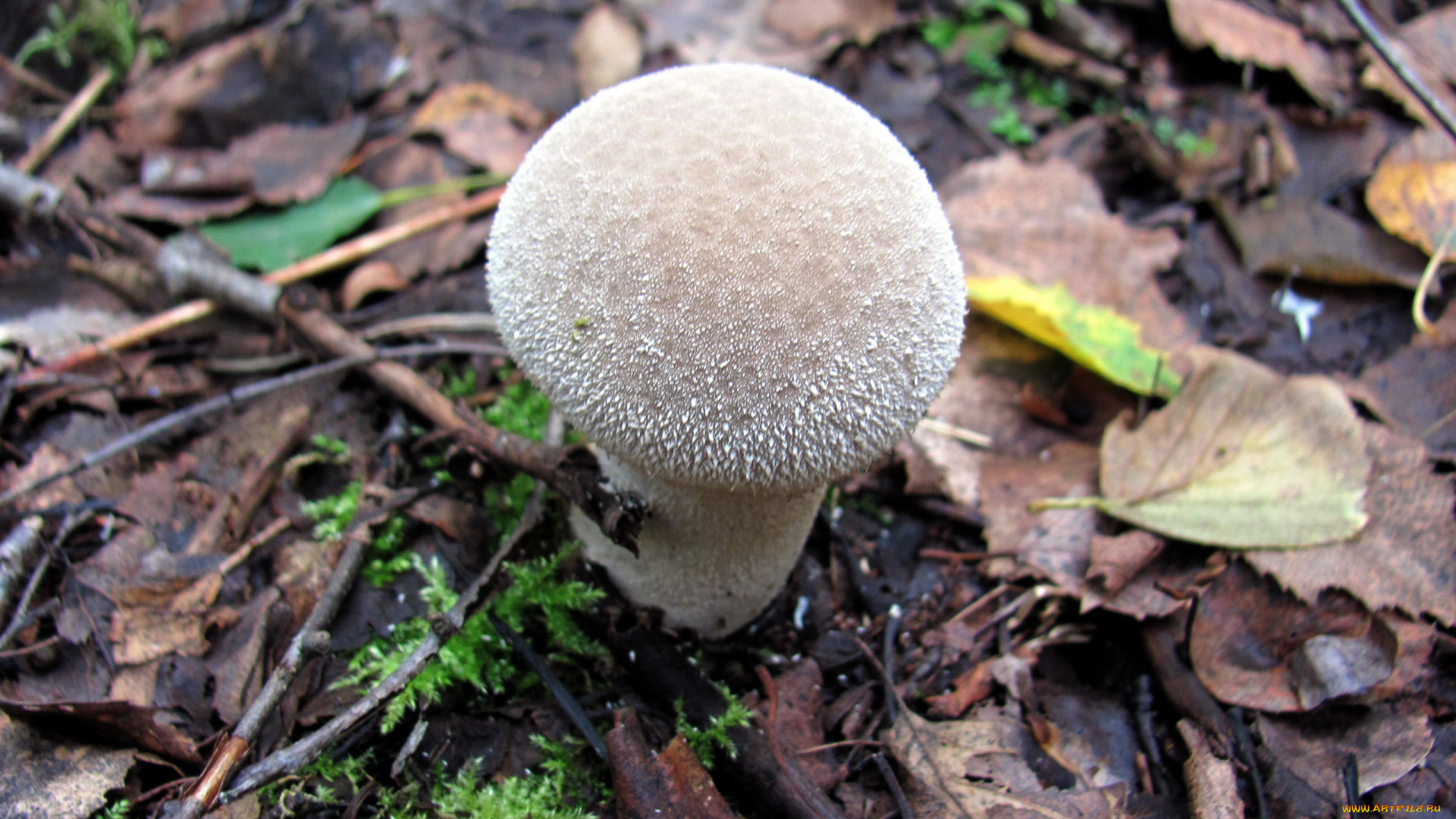 природа, грибы, дождевик