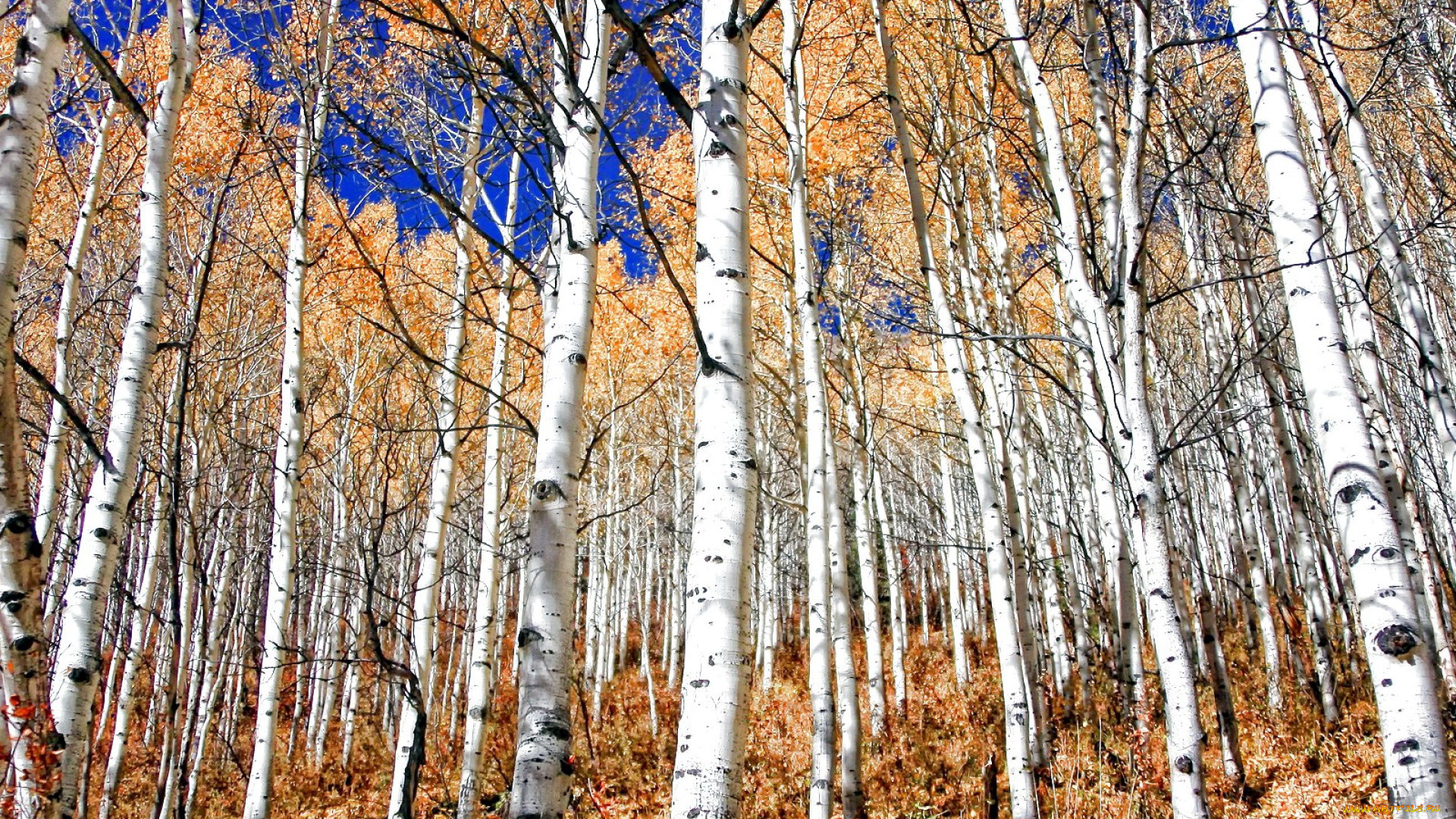 природа, лес, березы, роща