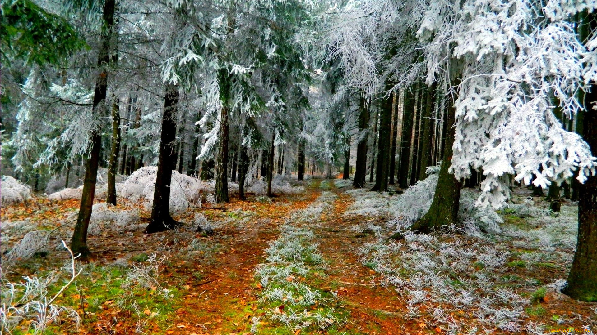 природа, лес, осень