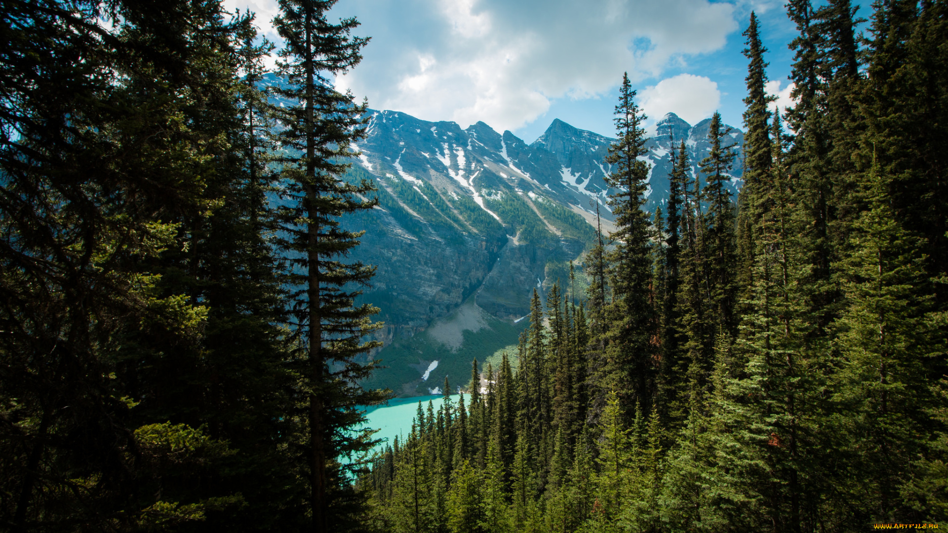 природа, лес, простор