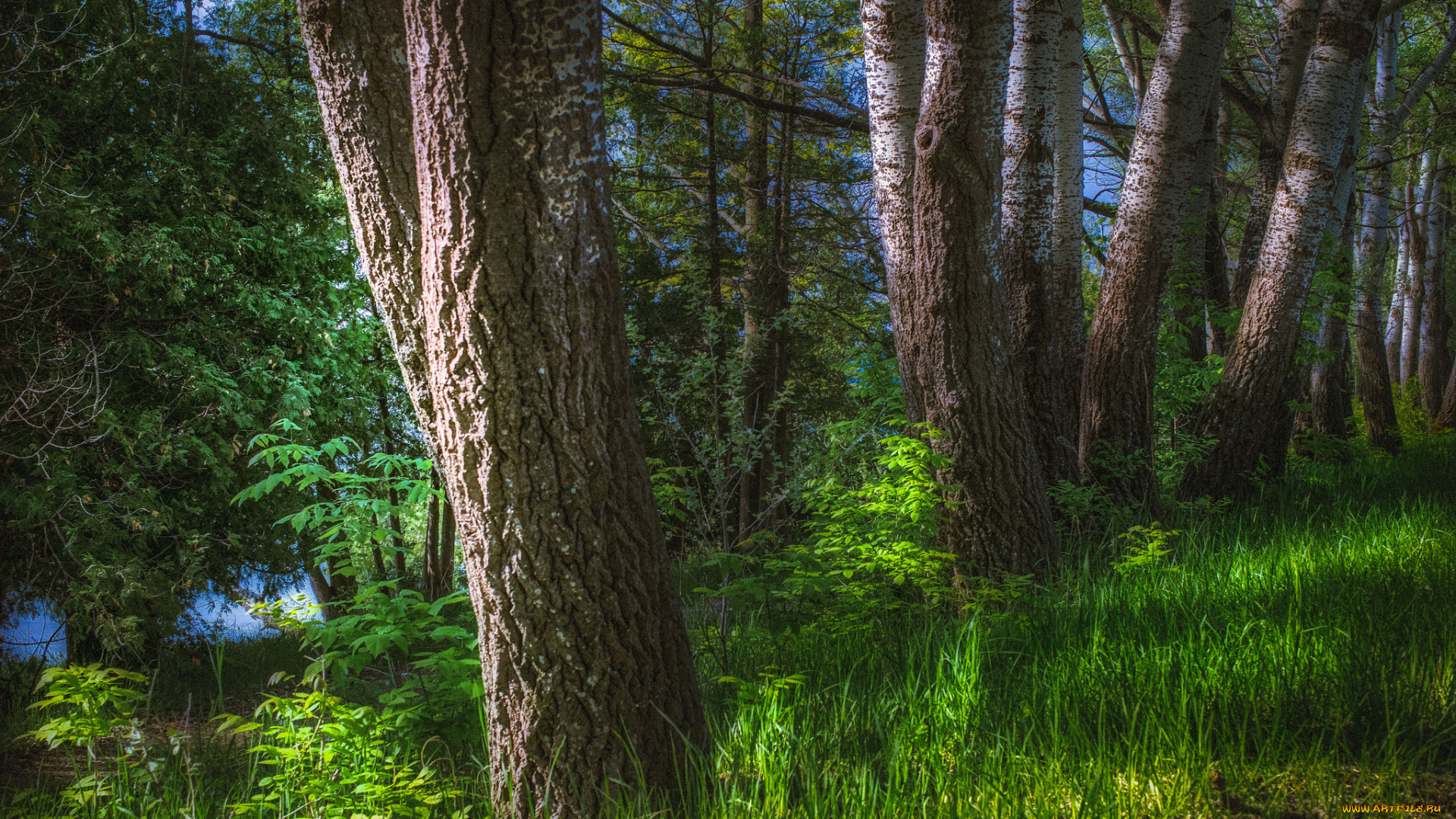 природа, лес, простор