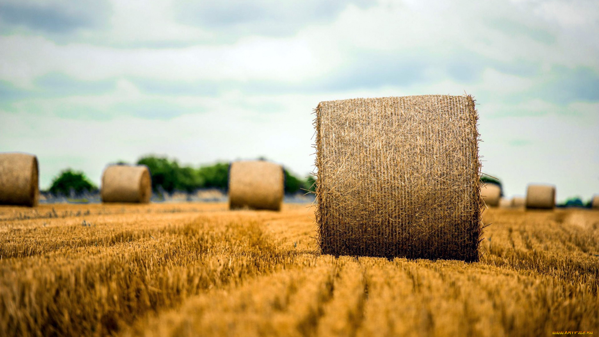 природа, поля, поле