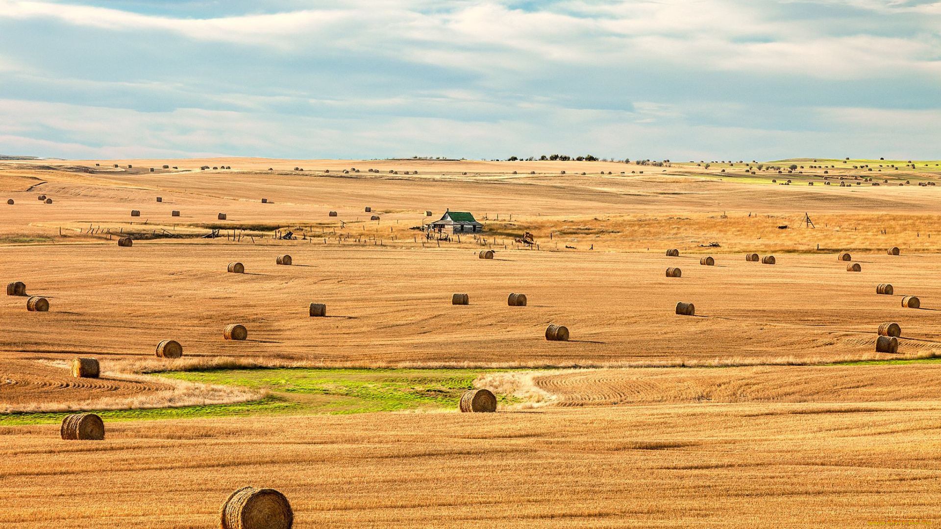природа, поля, поле