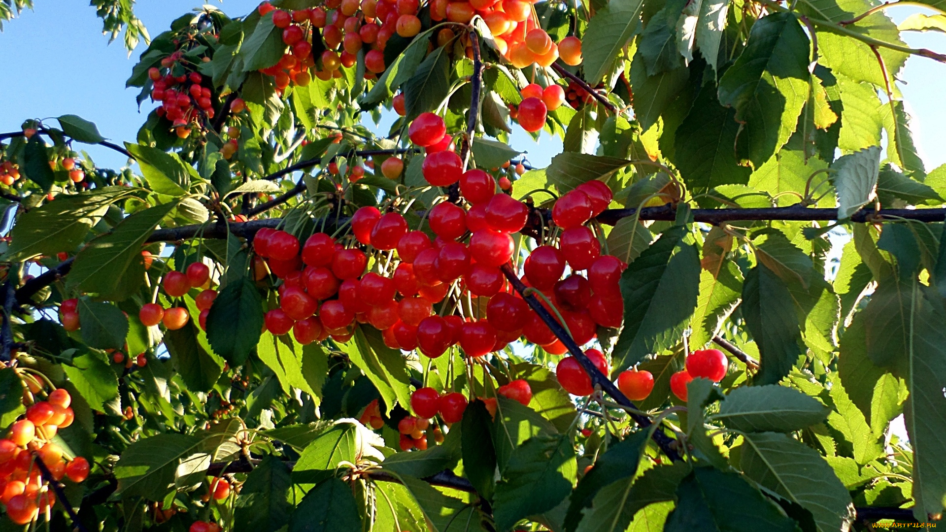 природа, Ягоды, Черешня